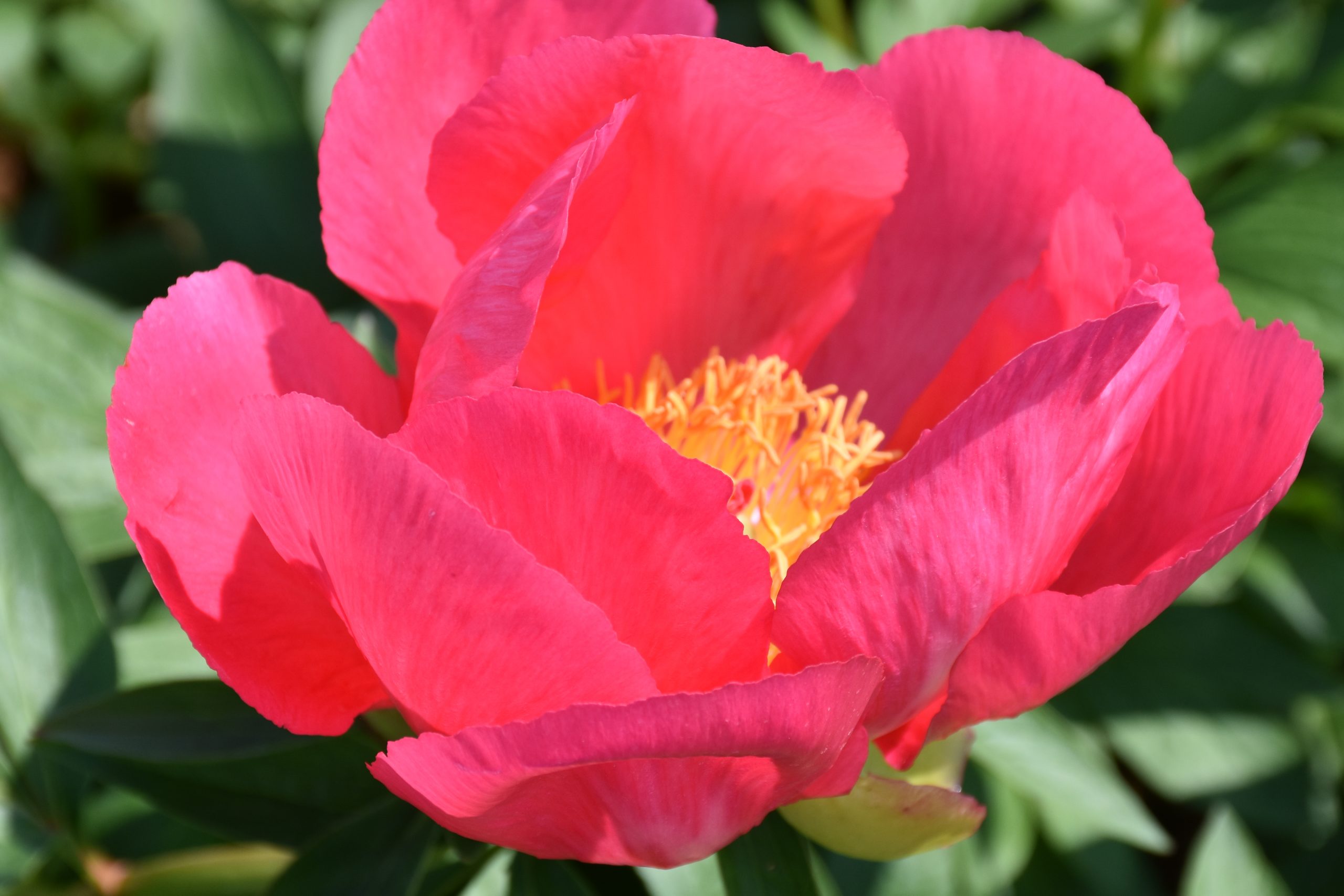 8652_paeonia_lactiflora_flame_XS_006.jpg