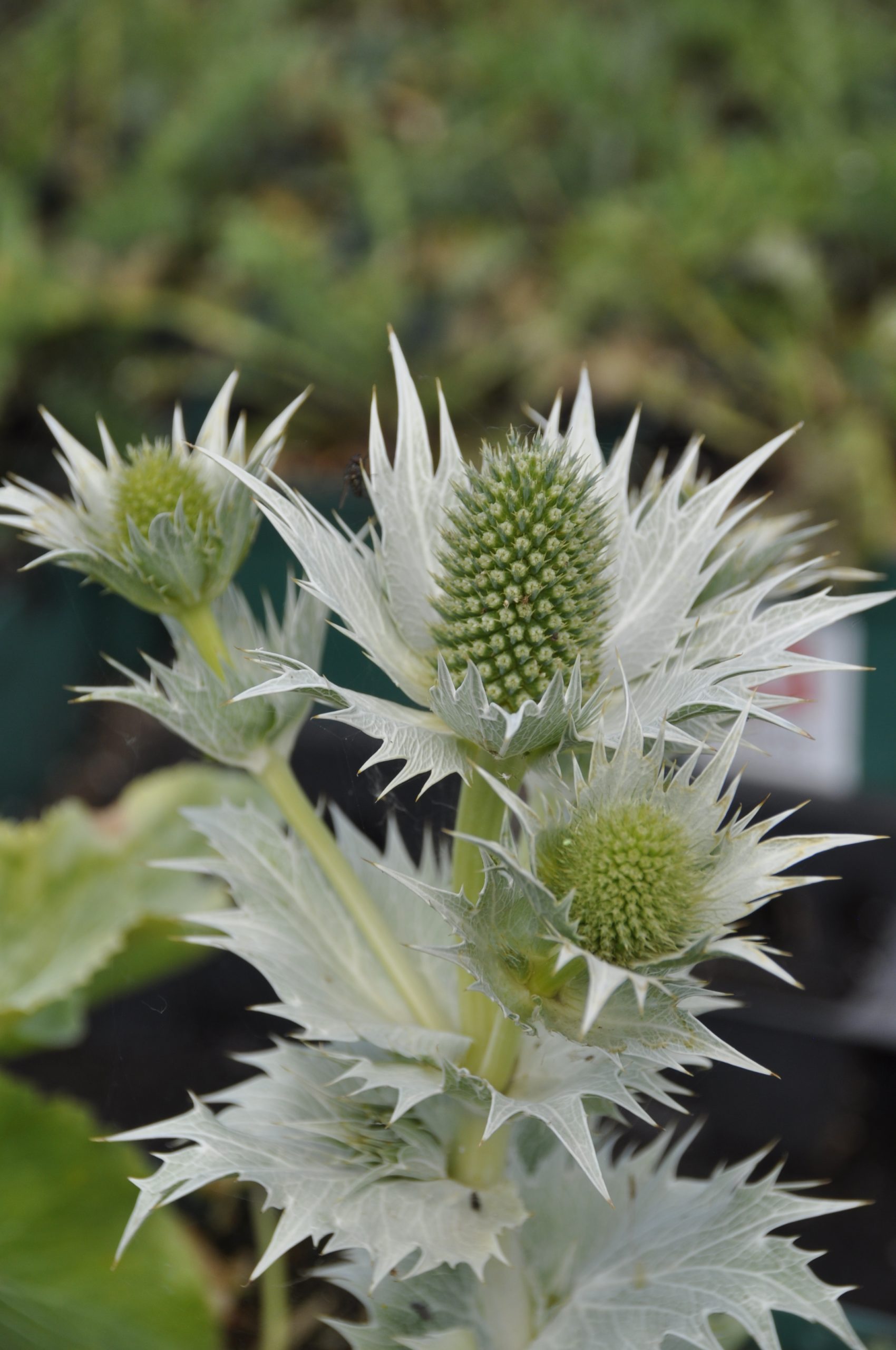 9009_eryngium_giganteum_BG_002.jpg