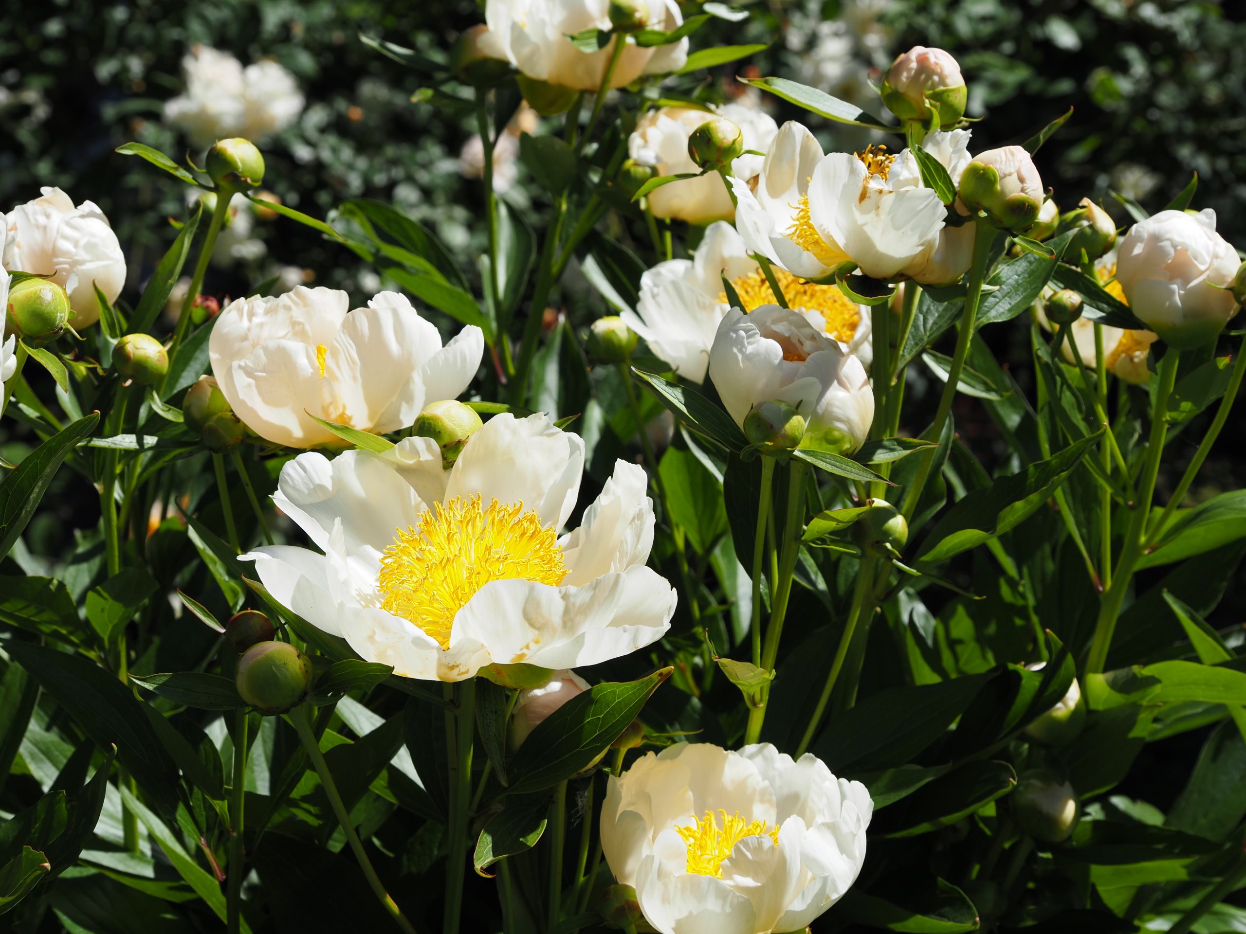 9323_paeonia_lactiflora_jan_van_leeuwen_BG_003.jpg