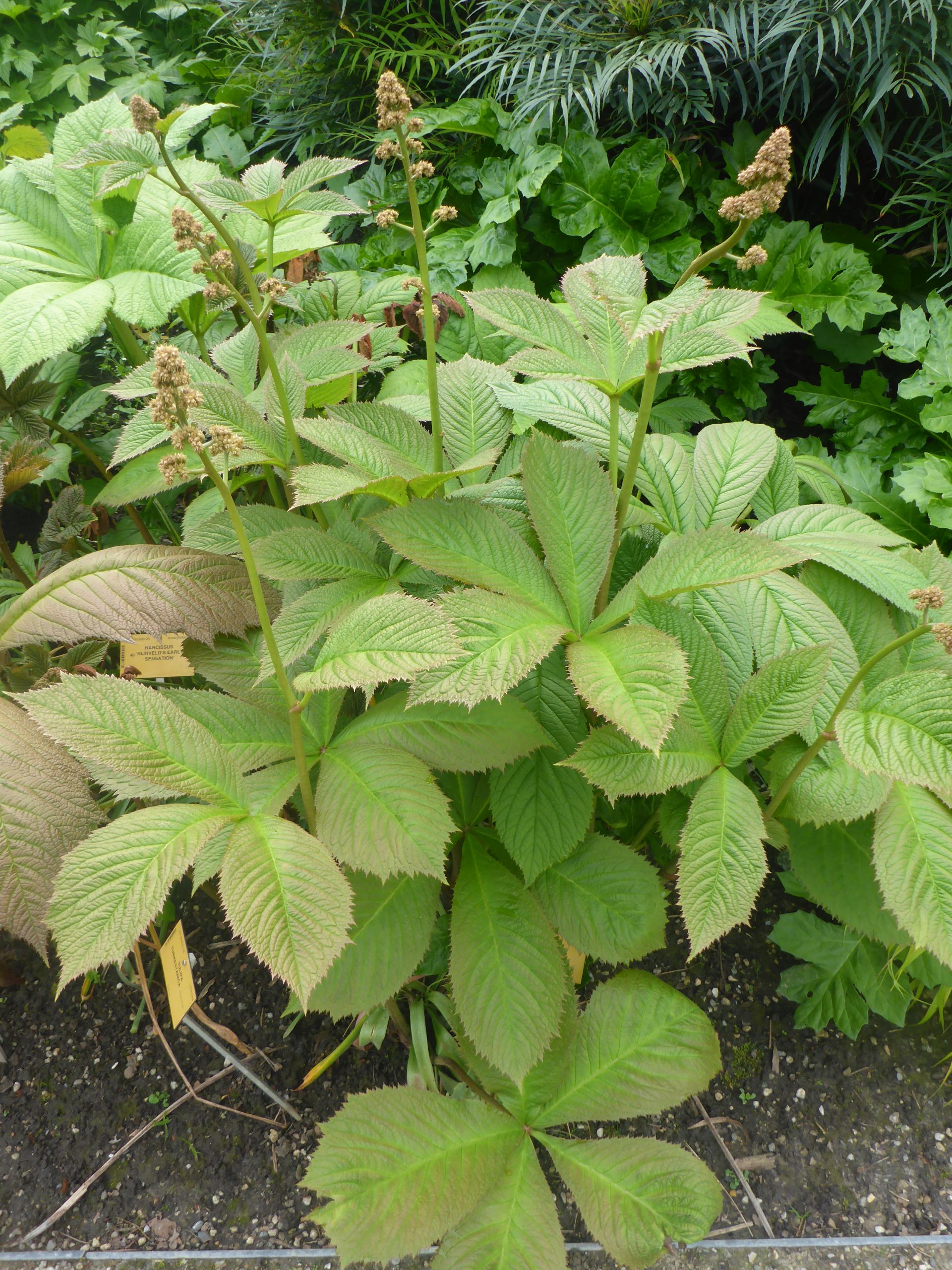 11396_rodgersia_aesculifolia_SS_002.jpg
