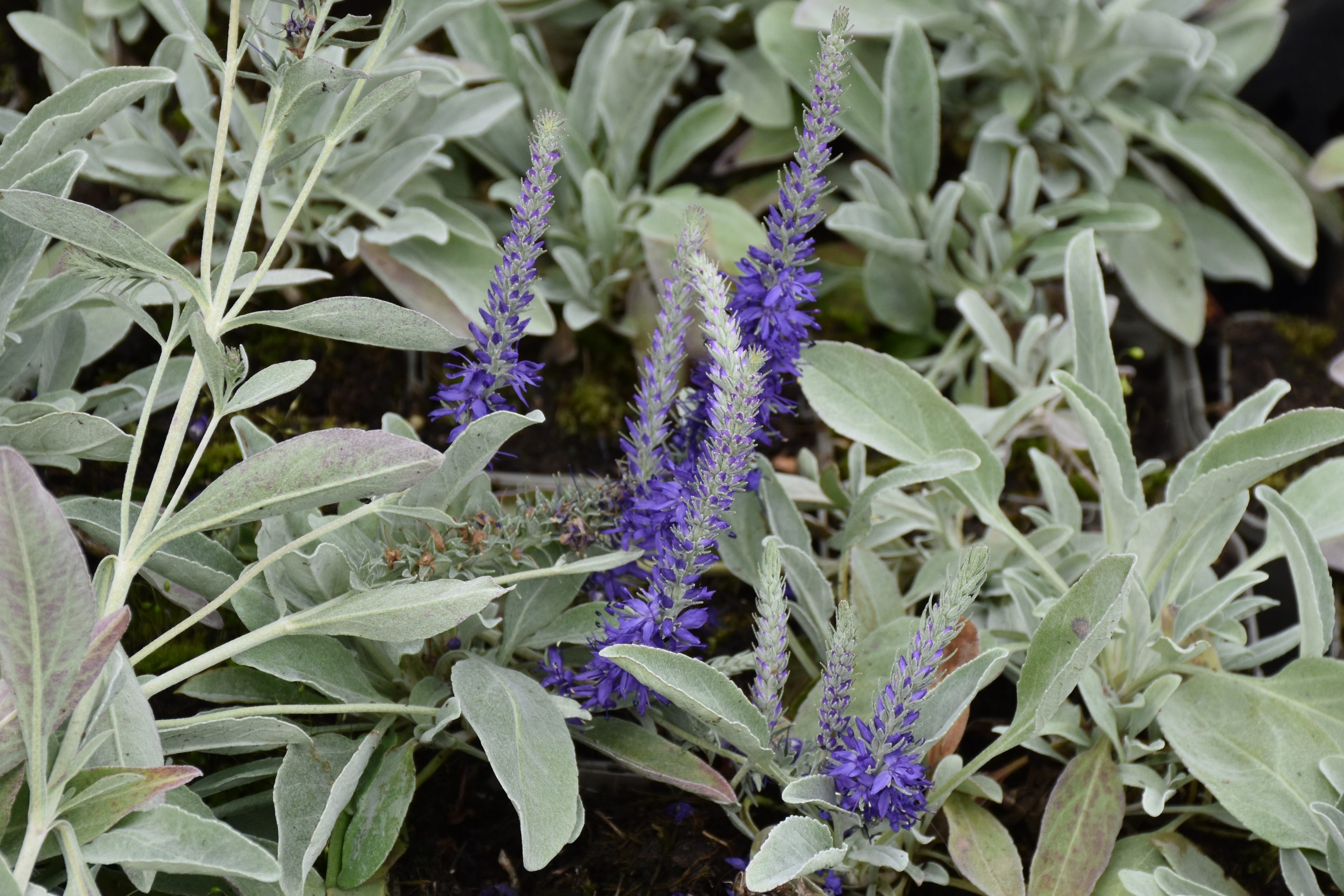 12071_veronica_spicata_ssp_incana_silbersee_XS_001.jpg