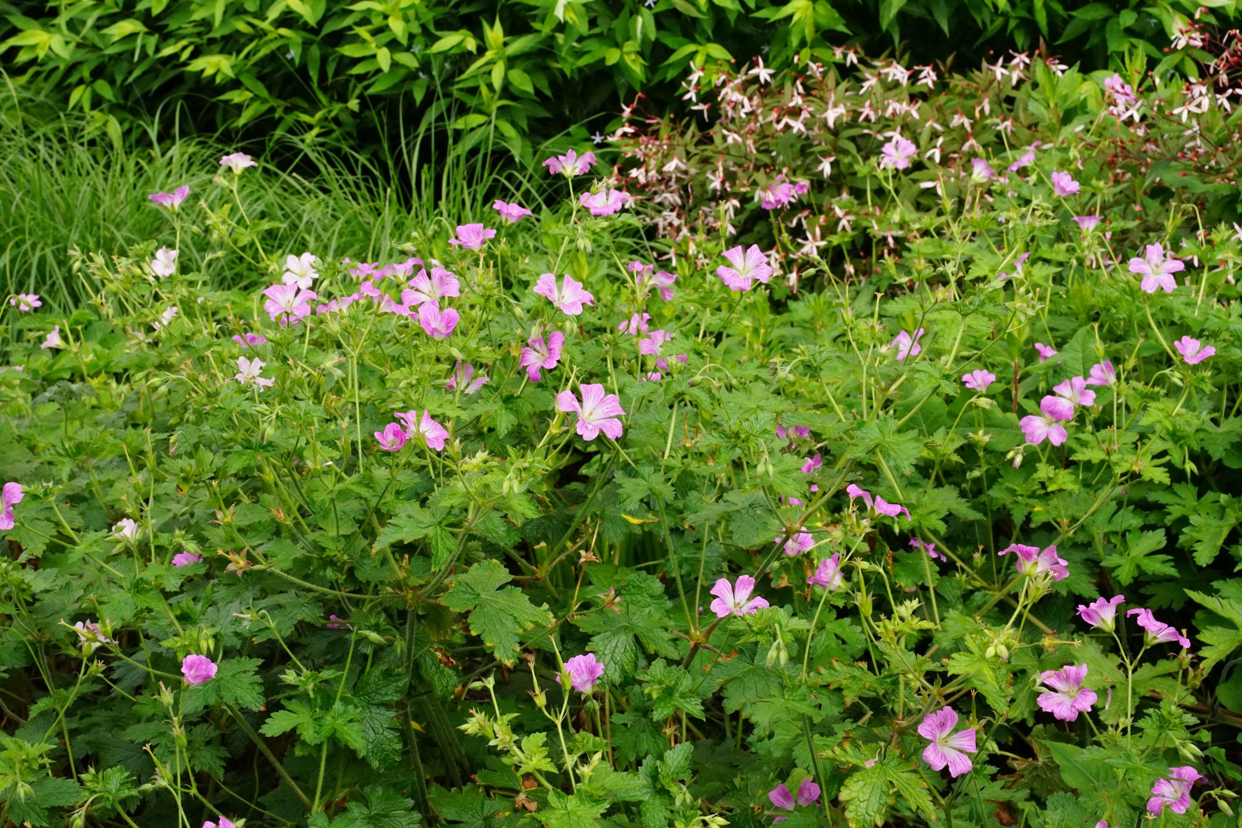 12498_geranium_endressii_SS_002.jpg
