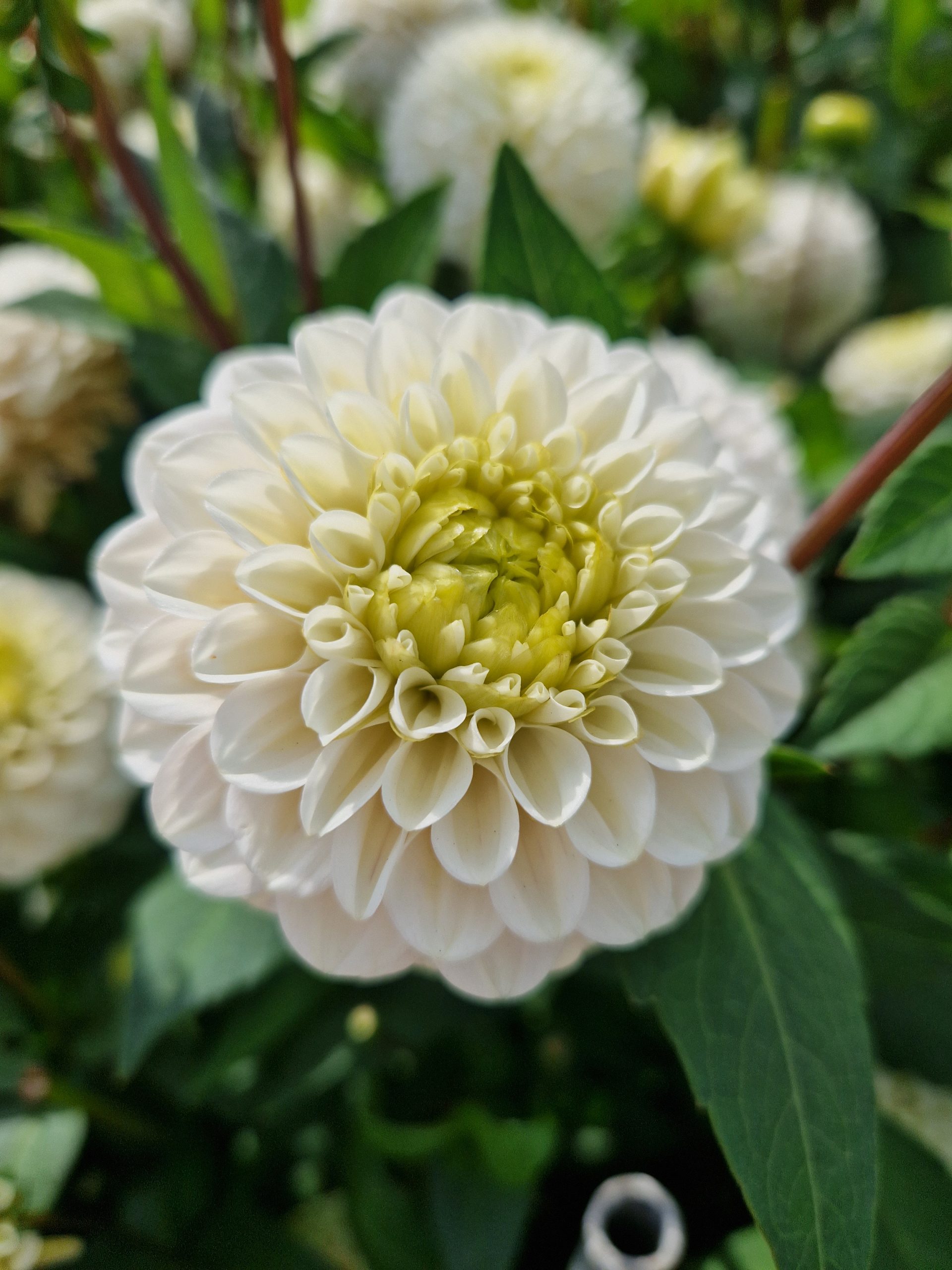 12804_dahlia_cult_kona_ZK_002.jpg