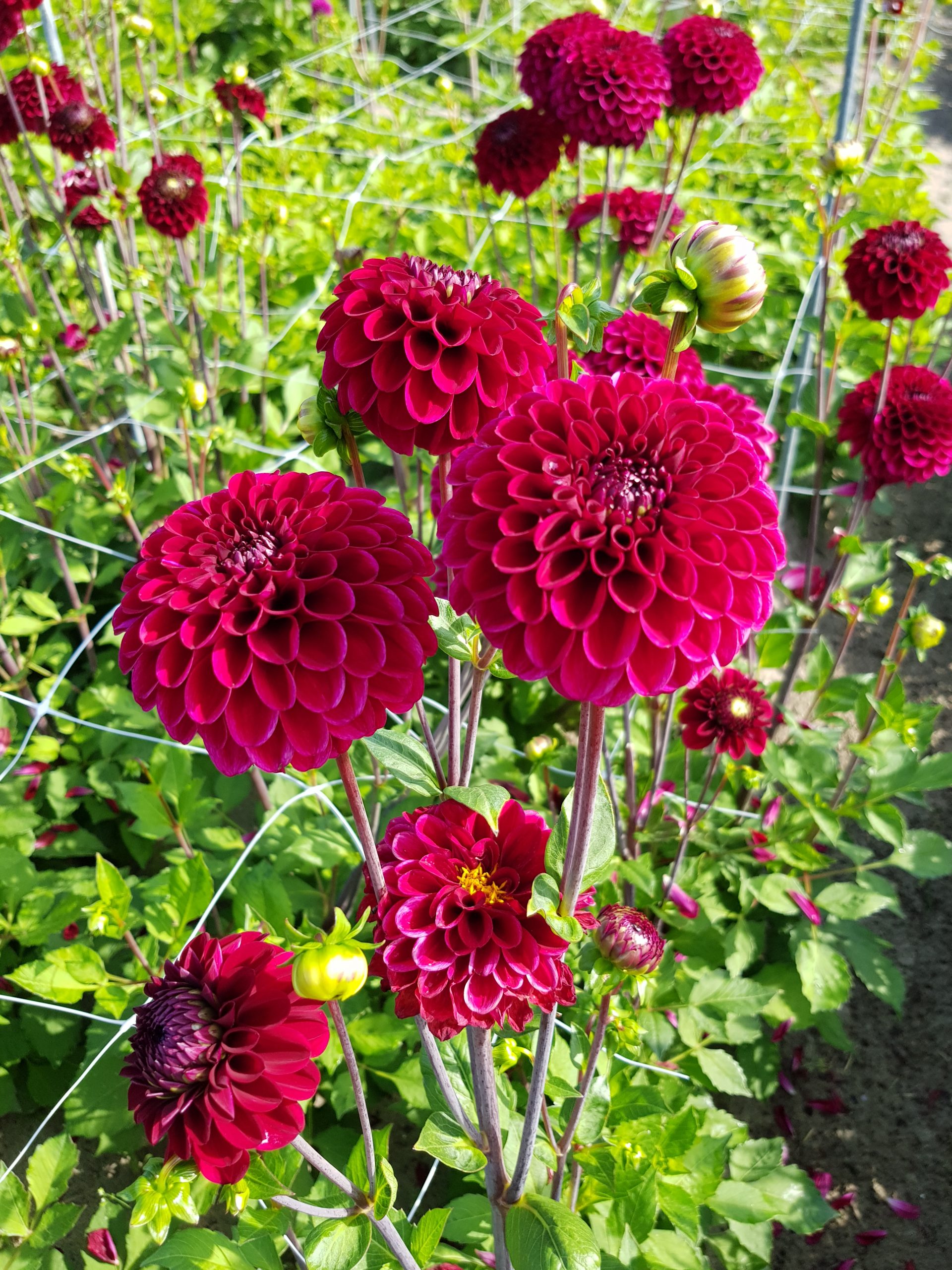 12834_dahlia_cult_maroon_fox_ZK_001.jpg