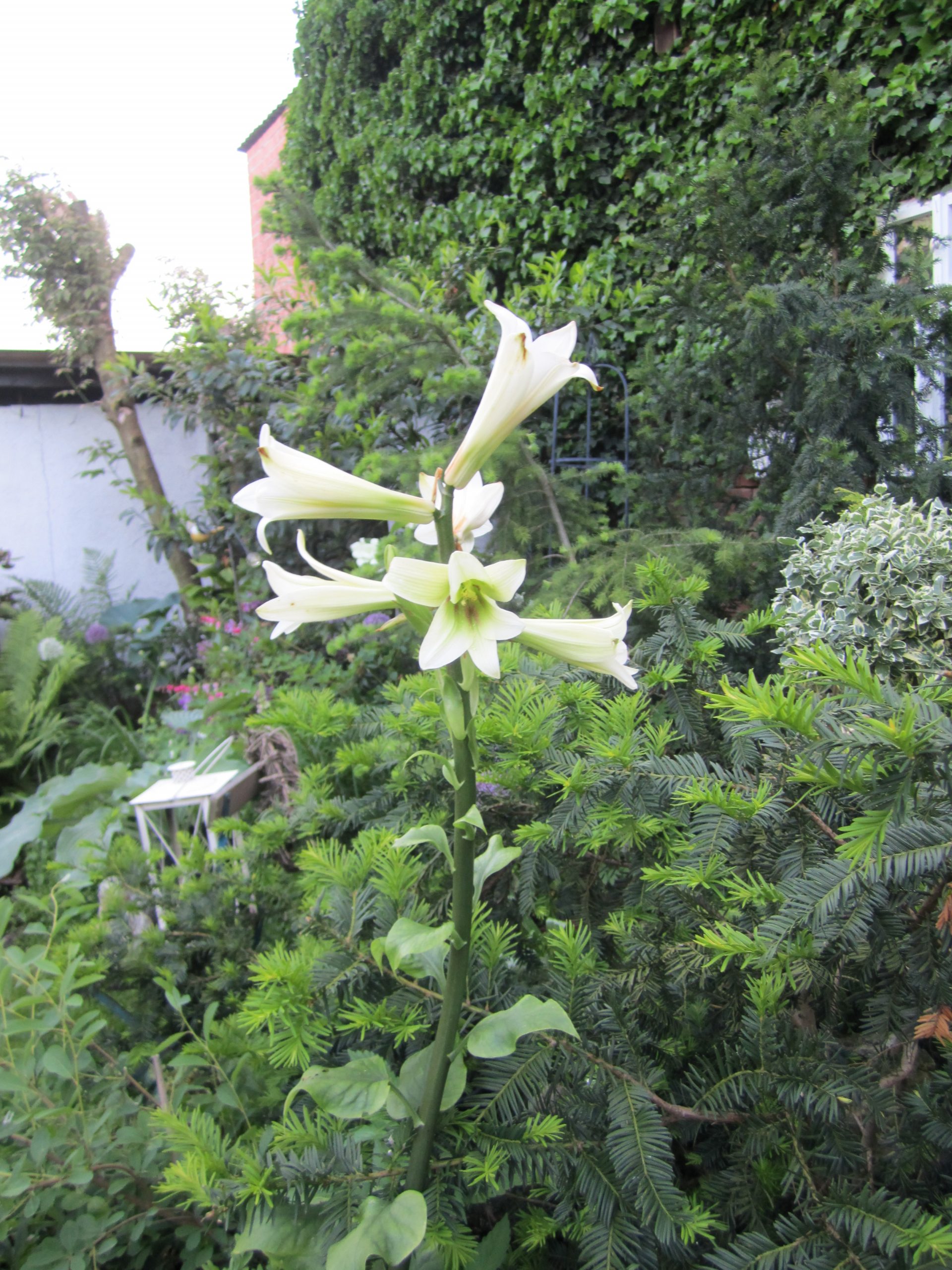 12836_cardiocrinum_giganteum_ZK_001.jpg