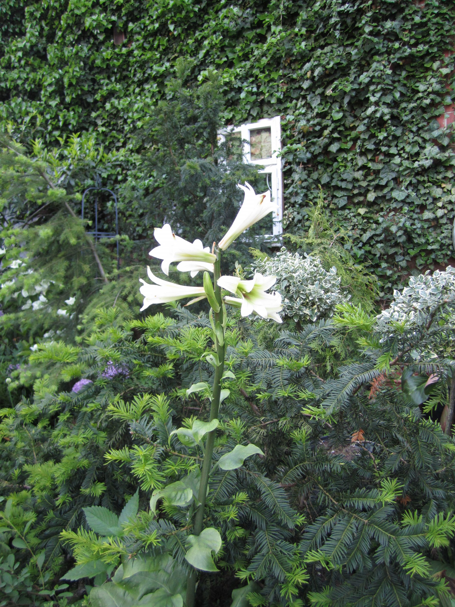 12837_cardiocrinum_giganteum_ZK_002.jpg