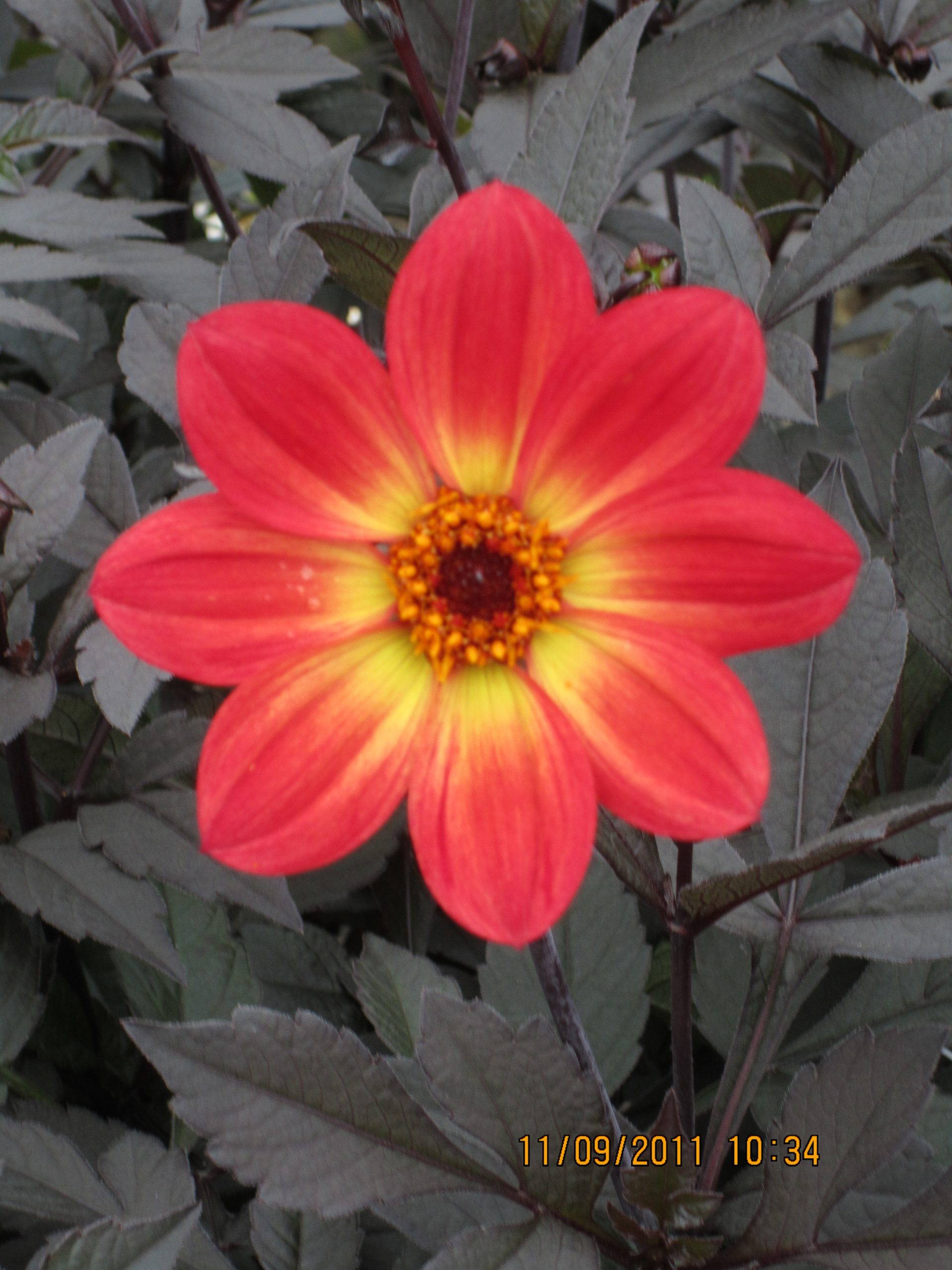 12855_dahlia_cult_happy_single_flame_ZK_001.jpg