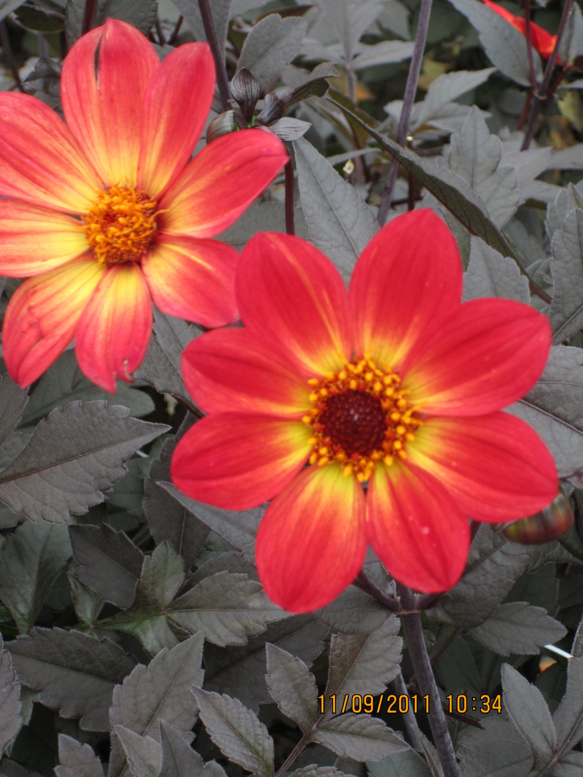 12856_dahlia_cult_happy_single_flame_ZK_002.jpg