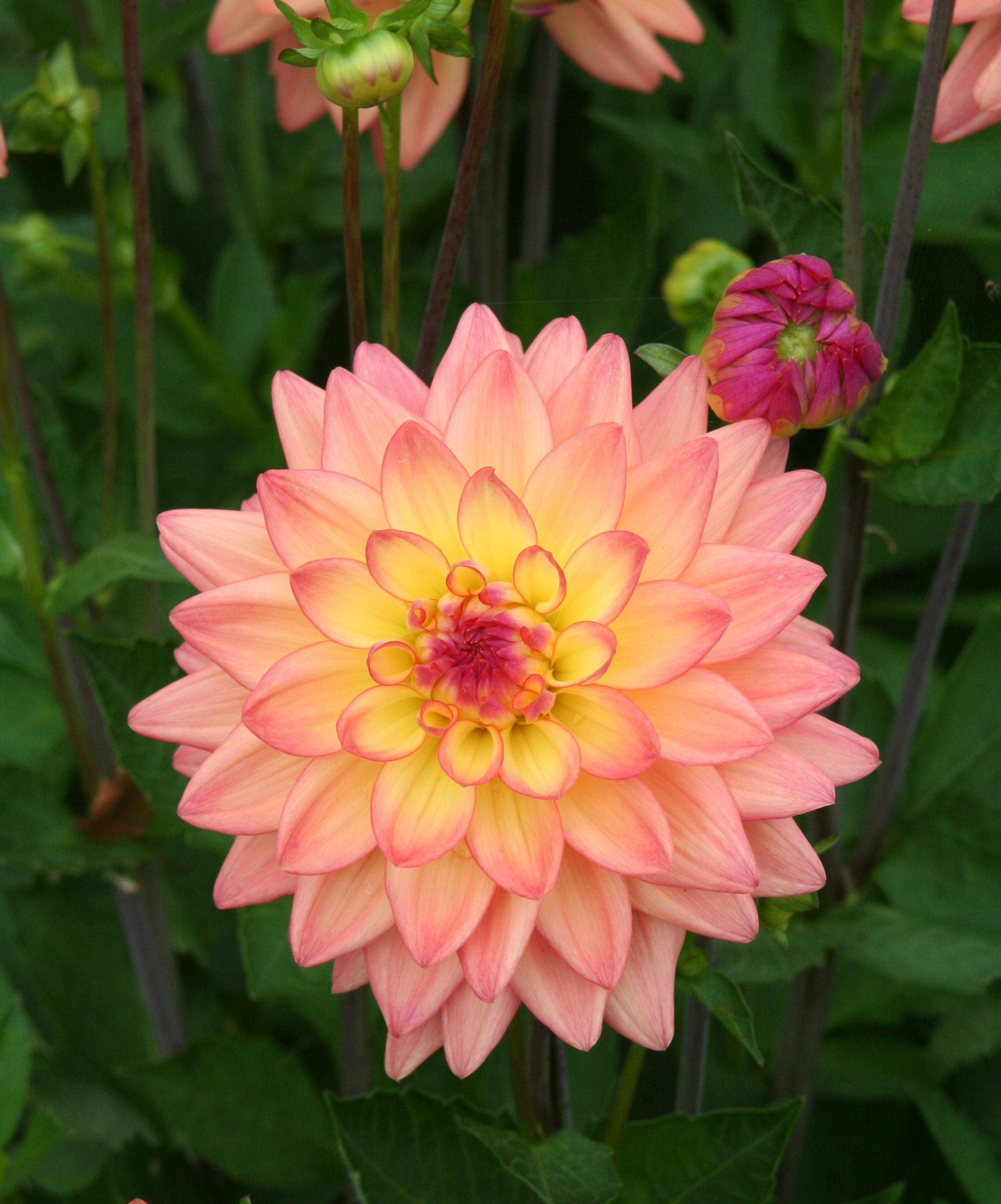 12867_dahlia_cult_dora_ZK_001.jpg