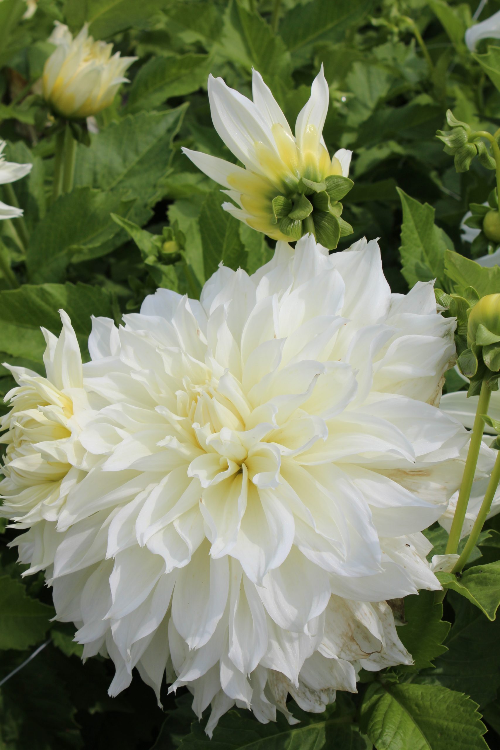 12883_dahlia_cult_fleurel_ZK_002.jpg