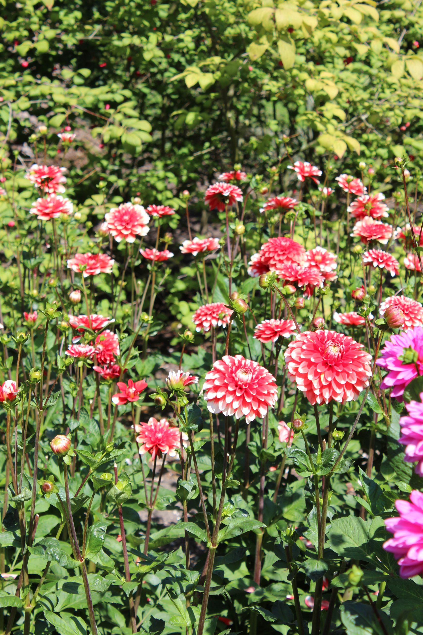12885_dahlia_cult_nagano_ZK_001.jpg