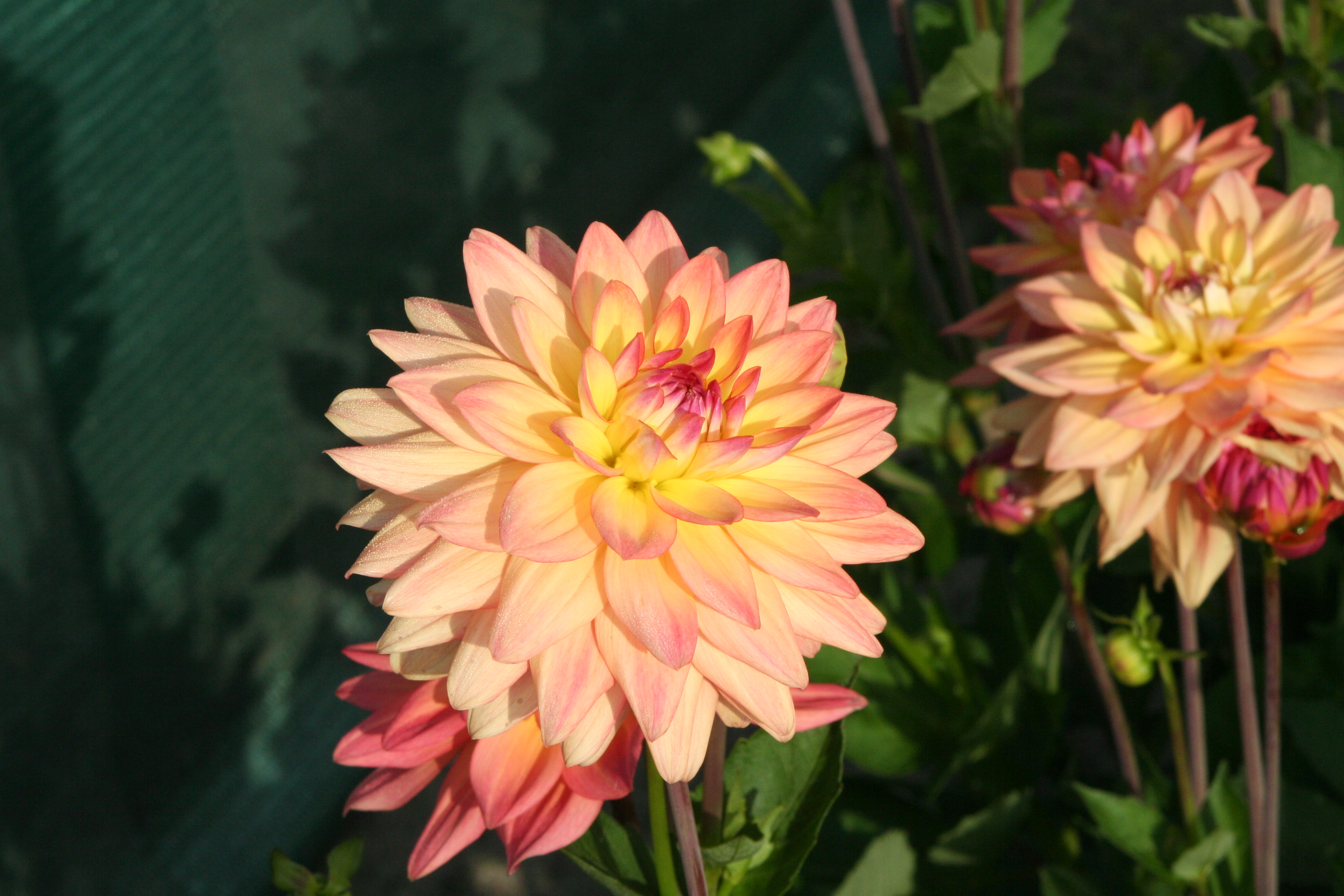 12902_dahlia_cult_dora_ZK_004.jpg
