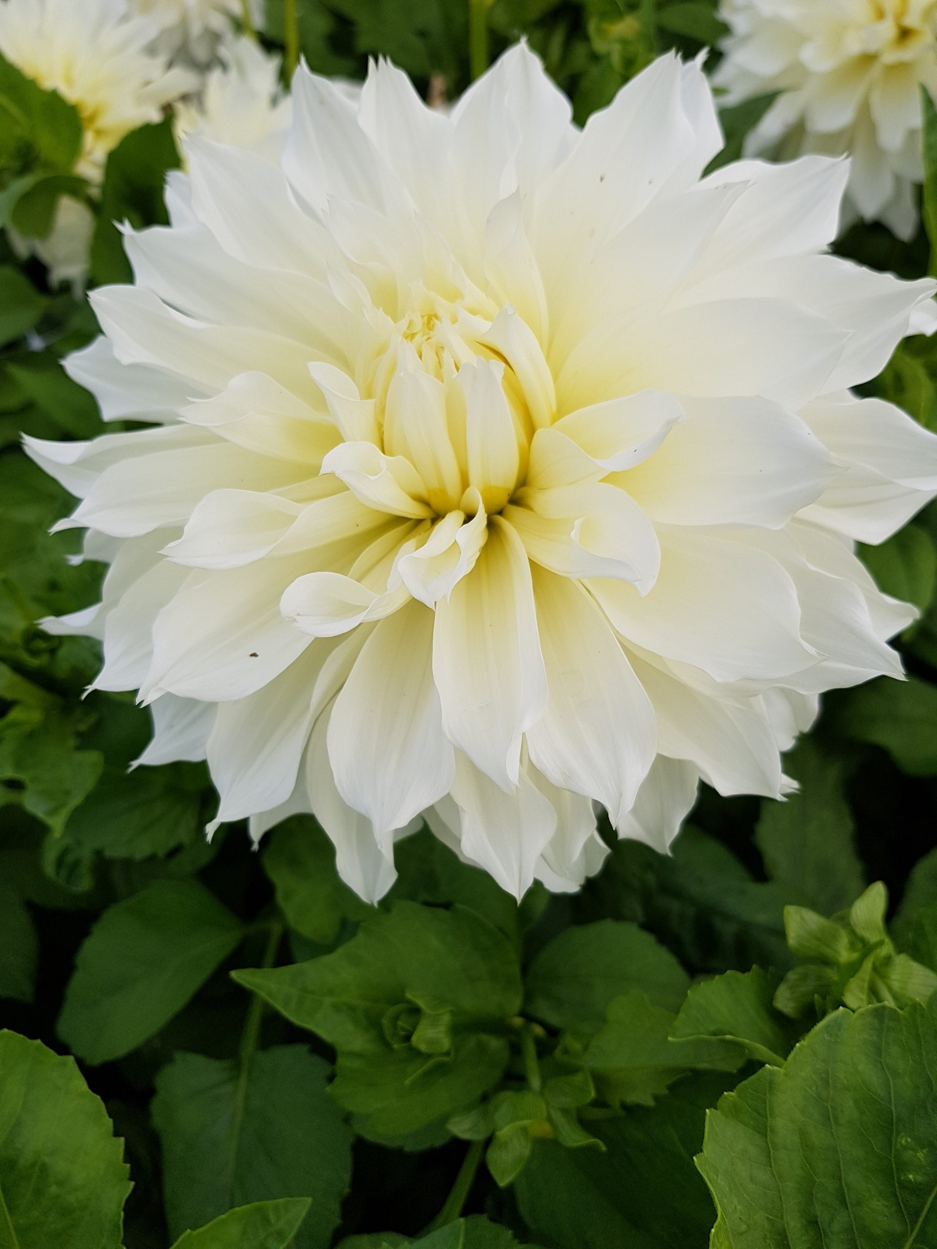 12909_dahlia_cult_fleurel_ZK_003.jpg