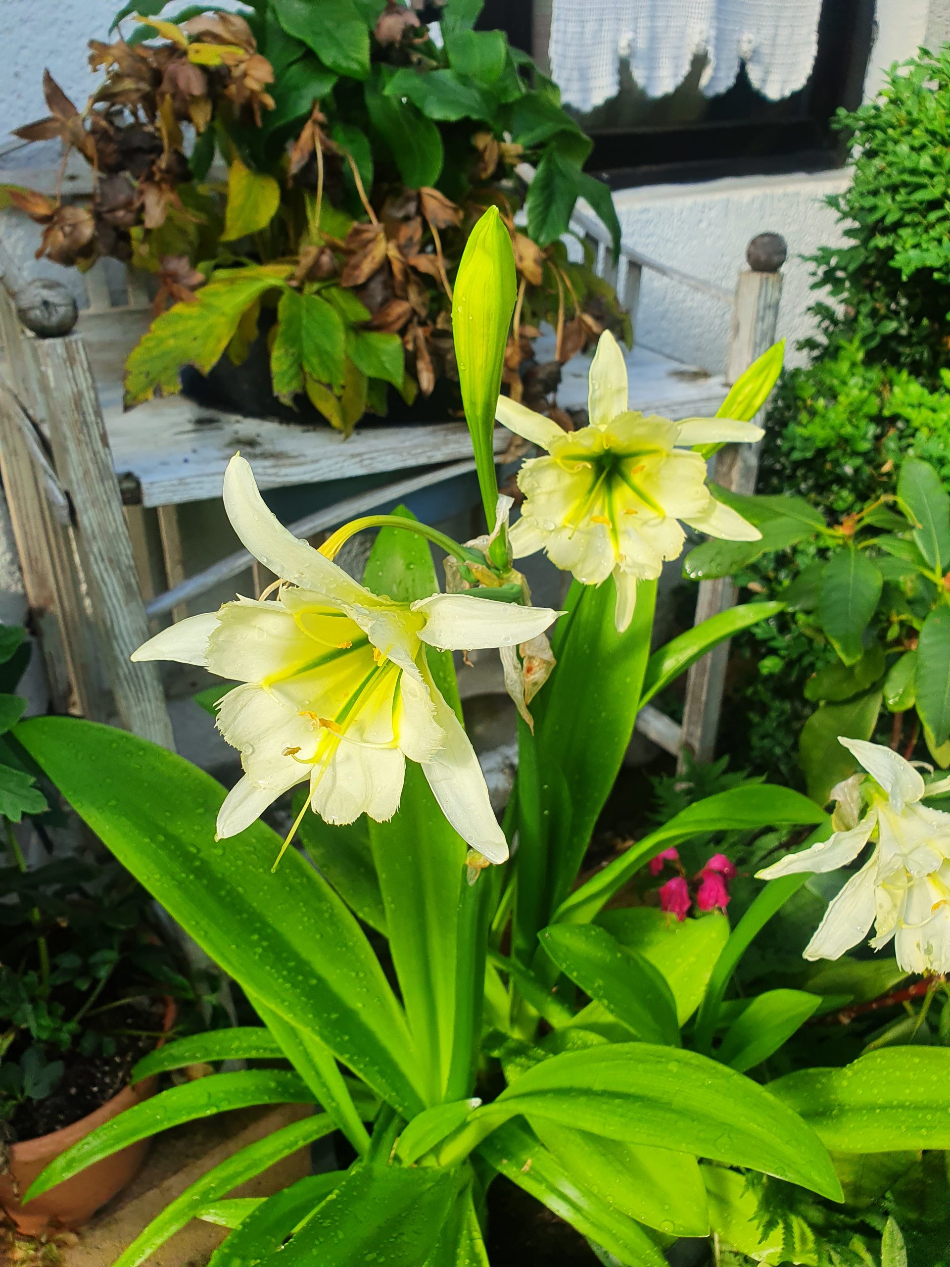 12920_hymenocallis_narcissiflora_sulphur_queen_ZK_001.jpg