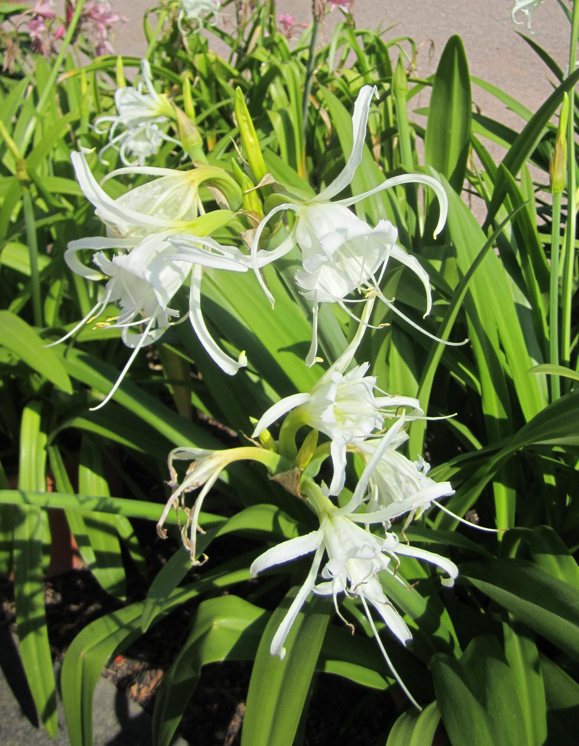 12921_hymenocallis_festalis_ZK_001.jpg