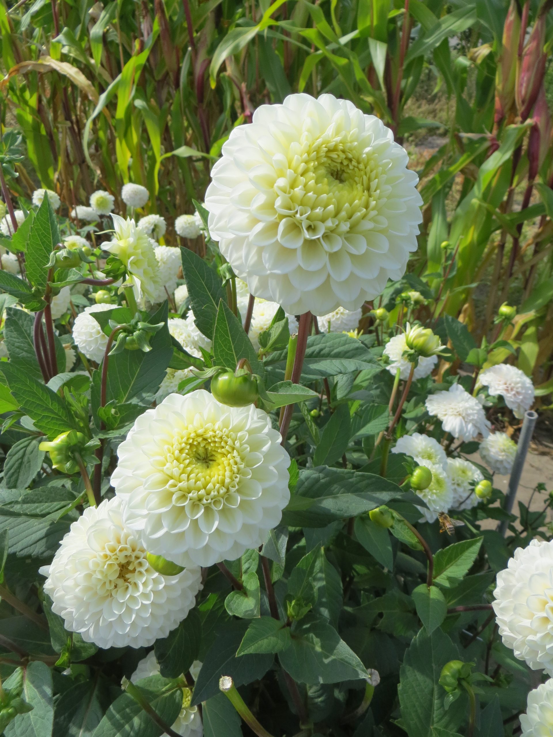12923_dahlia_cult_kona_ZK_004.jpg