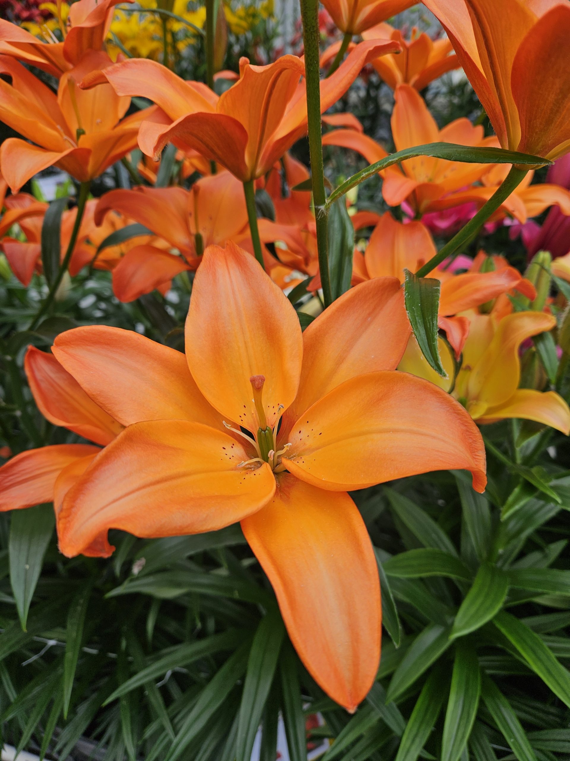 12950_lilium_cult_mandarin_star_ZK_001.jpg