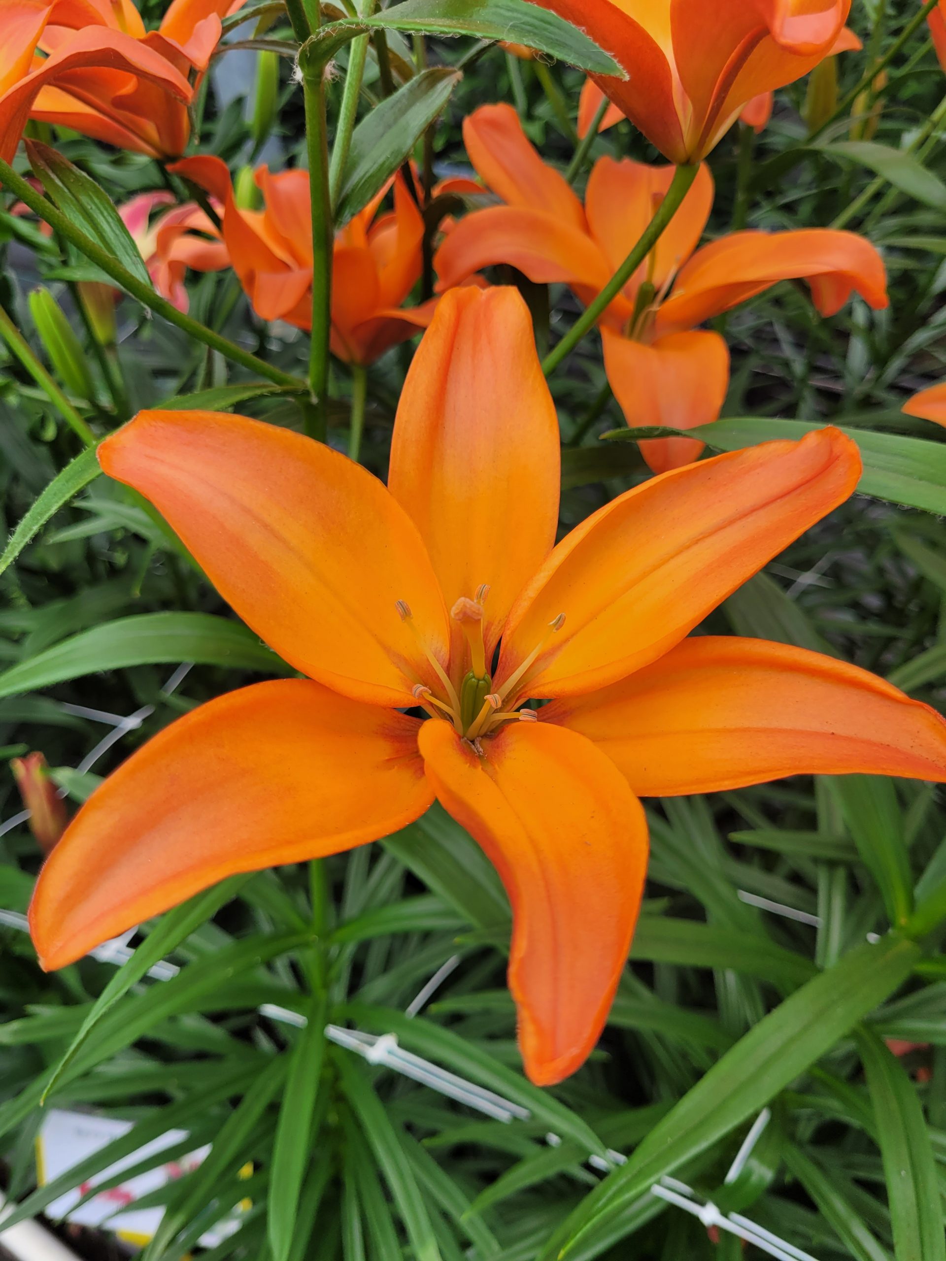 12952_lilium_cult_mandarin_star_ZK_003.jpg