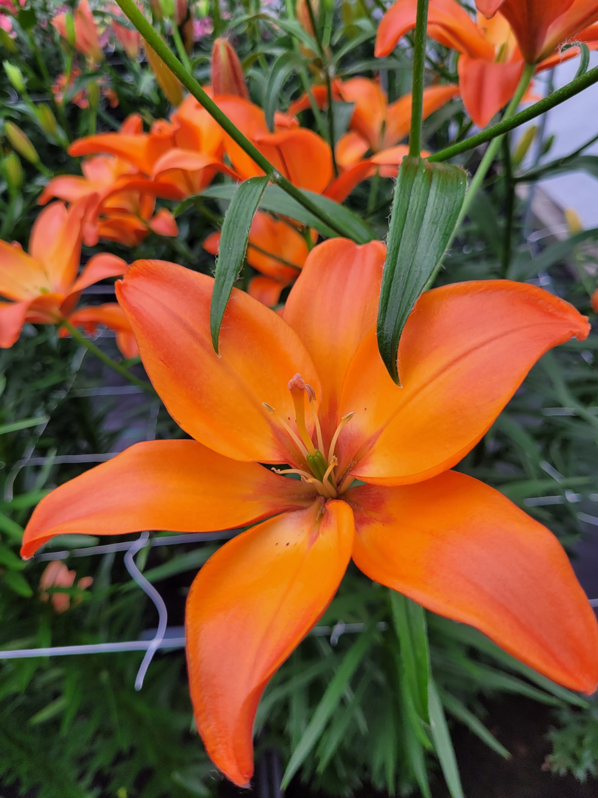 12962_lilium_cult_mandarin_star_ZK_004.jpg