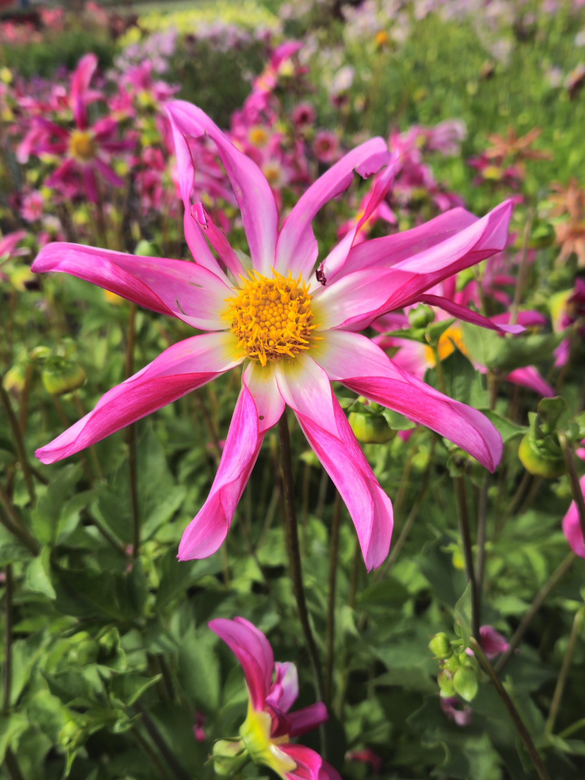 12984_dahlia_cult_honka_pink_ZK_001.jpg