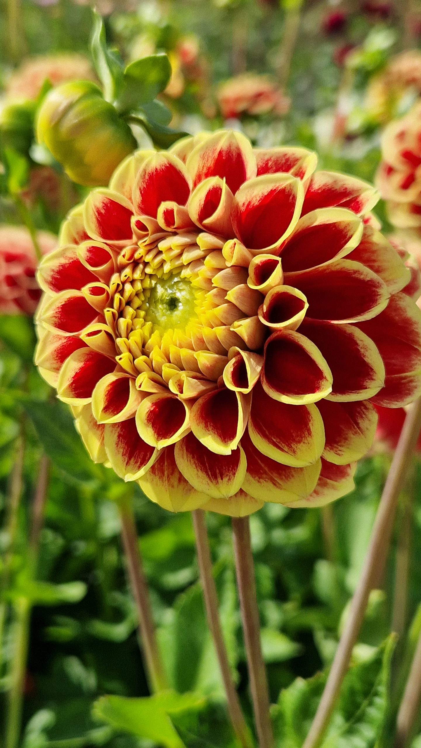 12991_dahlia_cult_jowey_hubert_ZK_004.jpg