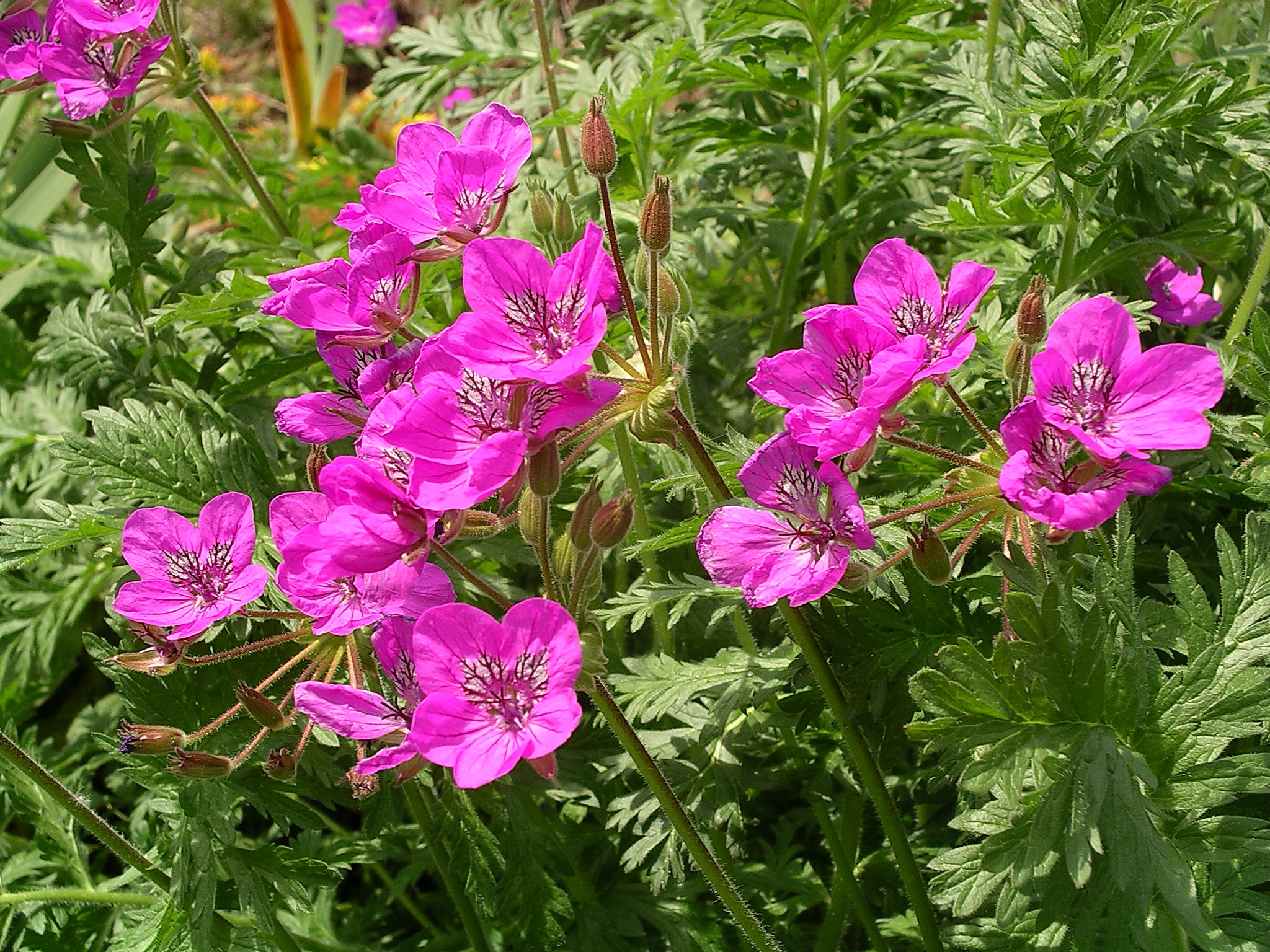 13043_erodium_manescavii_CH_002.jpg