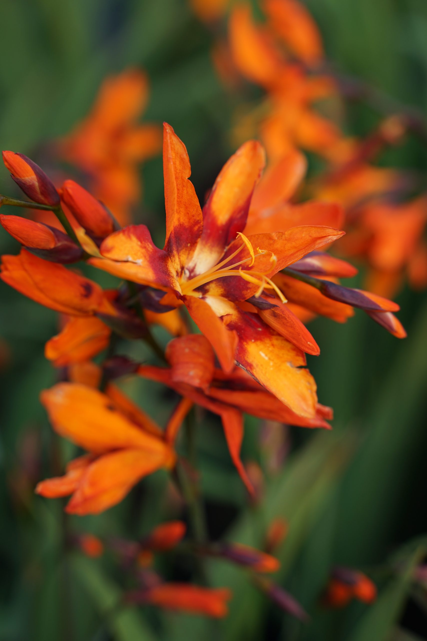 1370_crocosmia_crocosmiiflora_emily_mckenzie_SS_001.jpeg