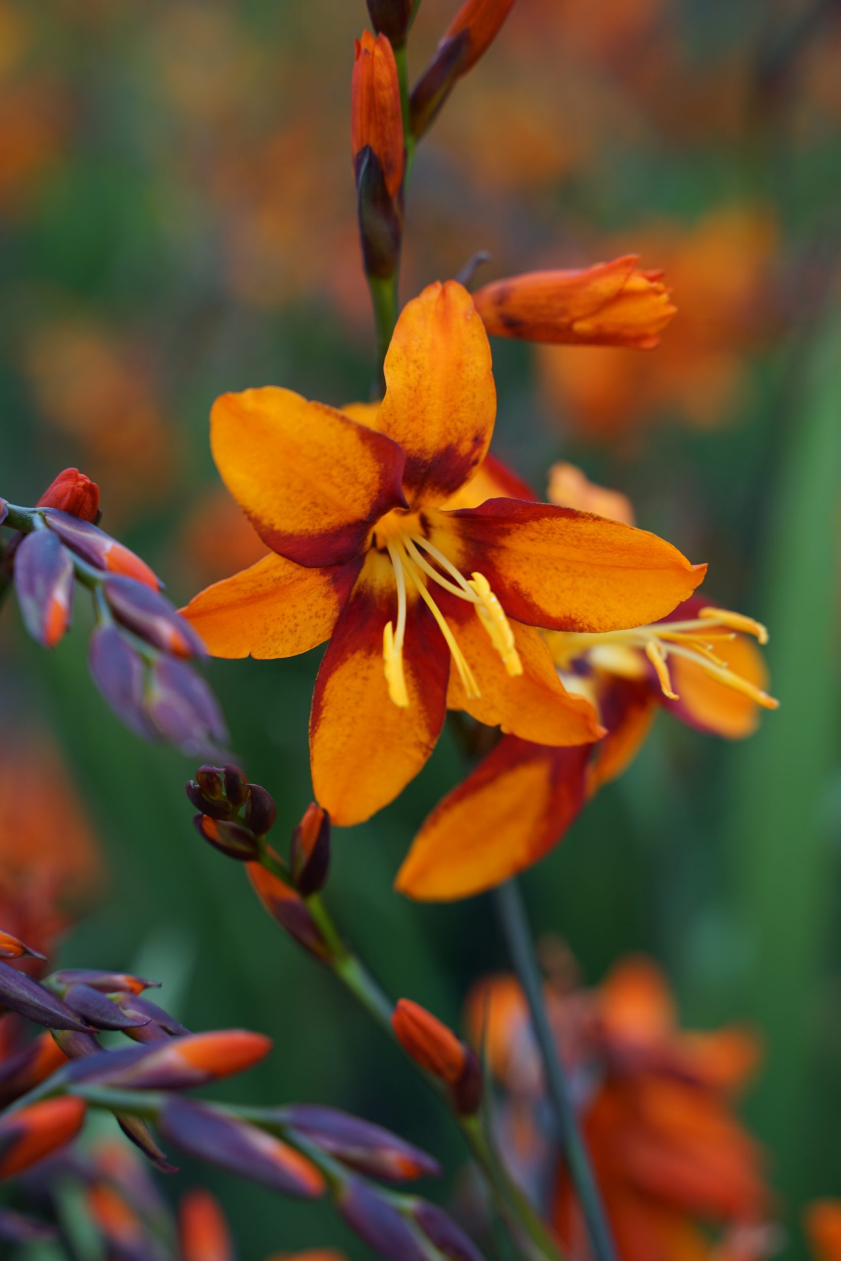 1371_crocosmia_crocosmiiflora_emily_mckenzie_SS_002.jpeg