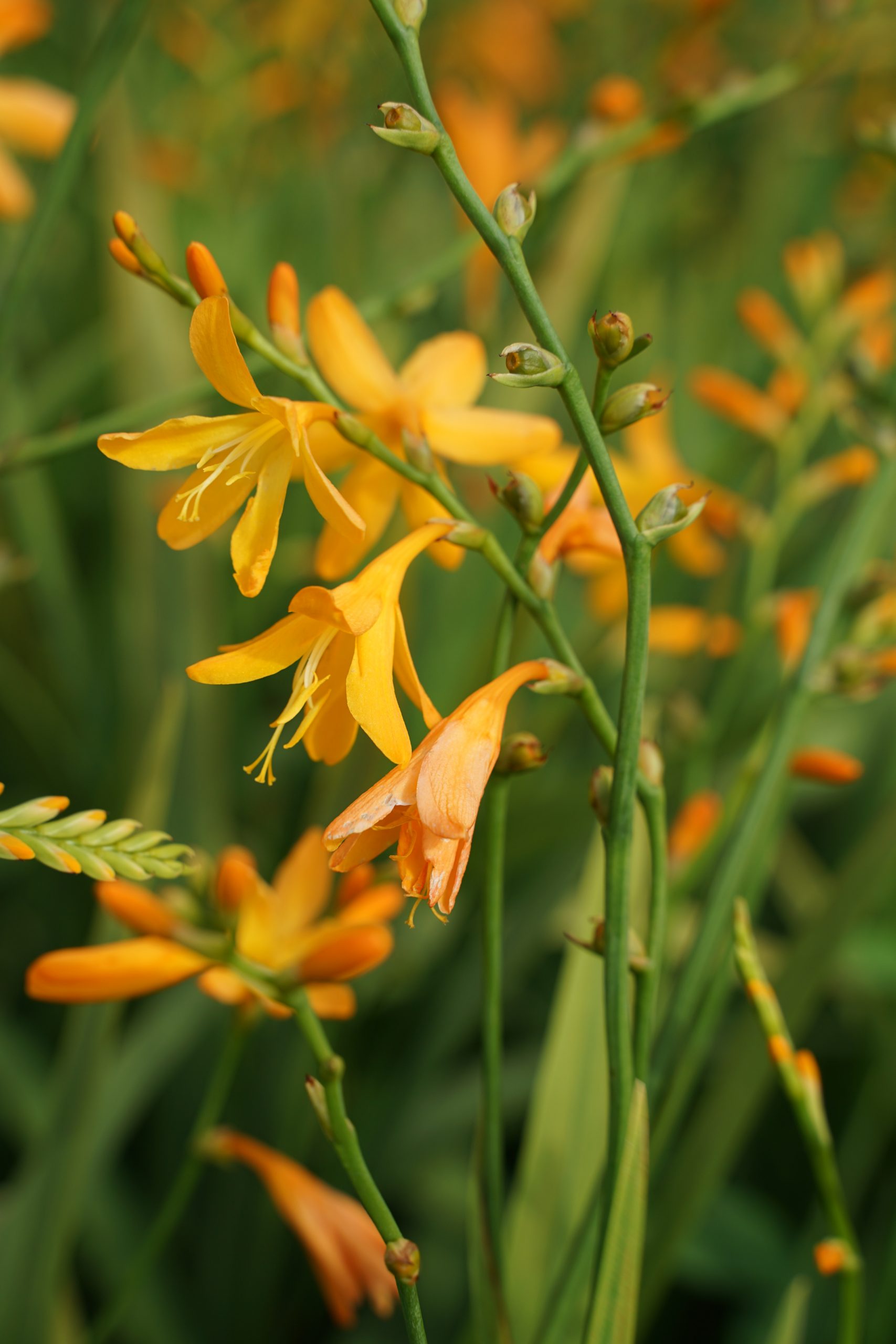 1372_crocosmia_crocosmiiflora_george_davidson_SS_001.jpeg