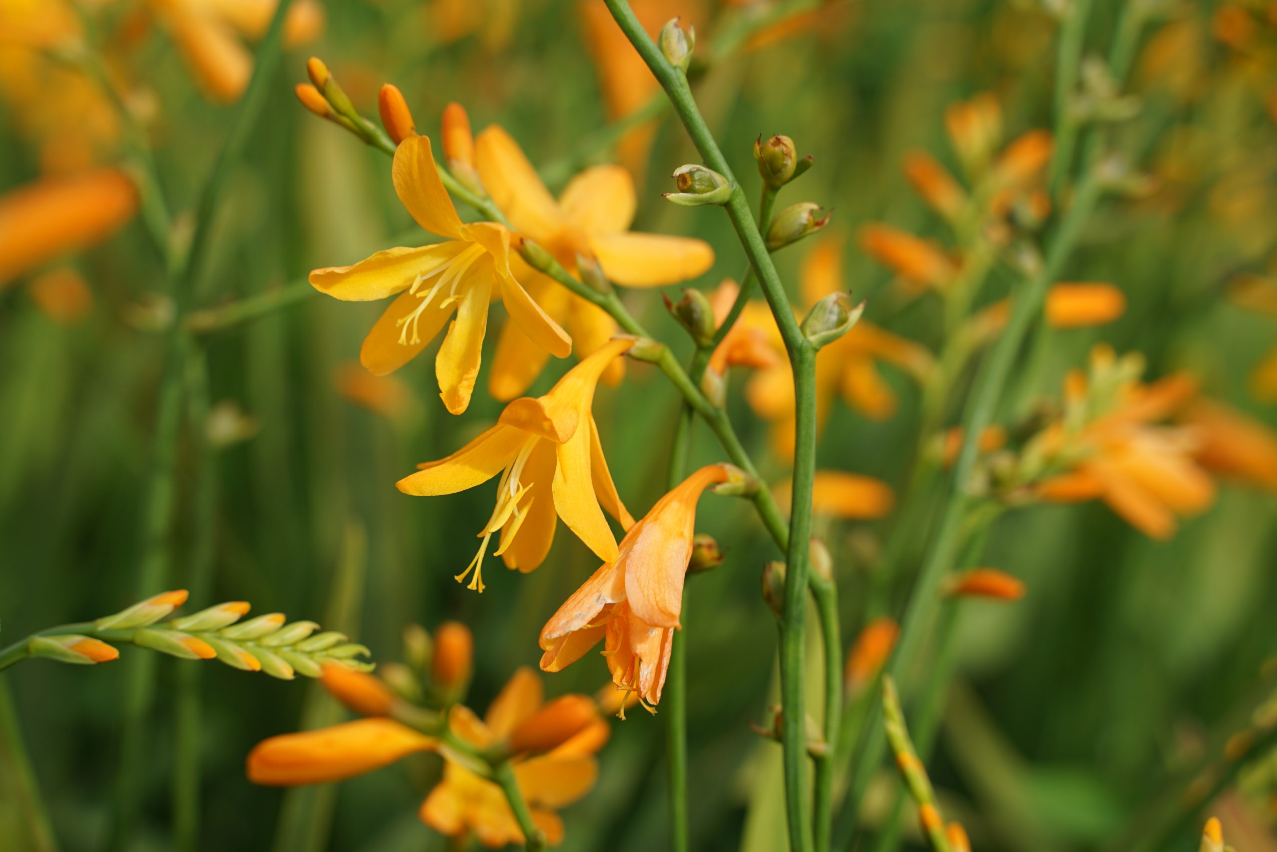 1373_crocosmia_crocosmiiflora_george_davidson_SS_002.jpeg