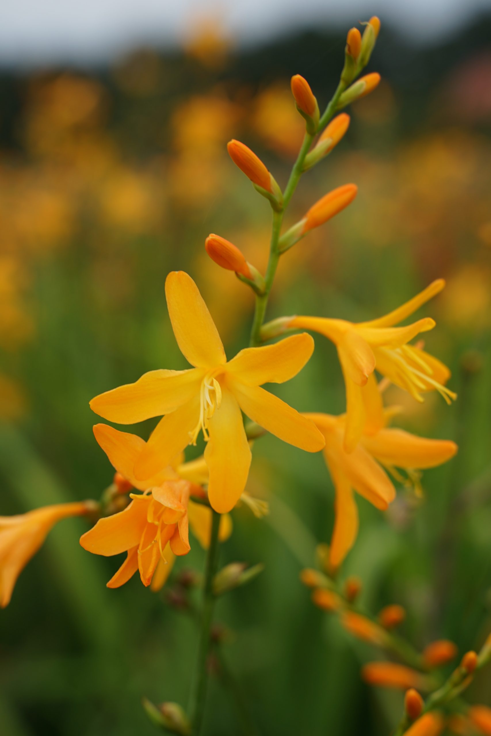 1374_crocosmia_crocosmiiflora_george_davidson_SS_003.jpeg