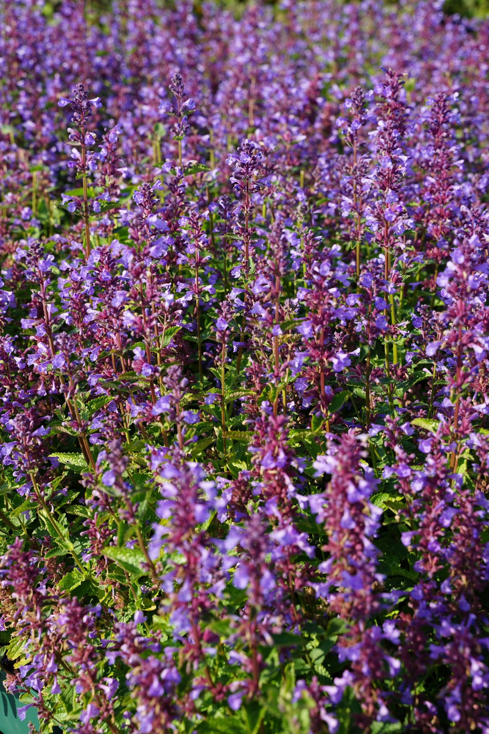 3360_nepeta_grandiflora_blue_danube_SS_001.jpeg