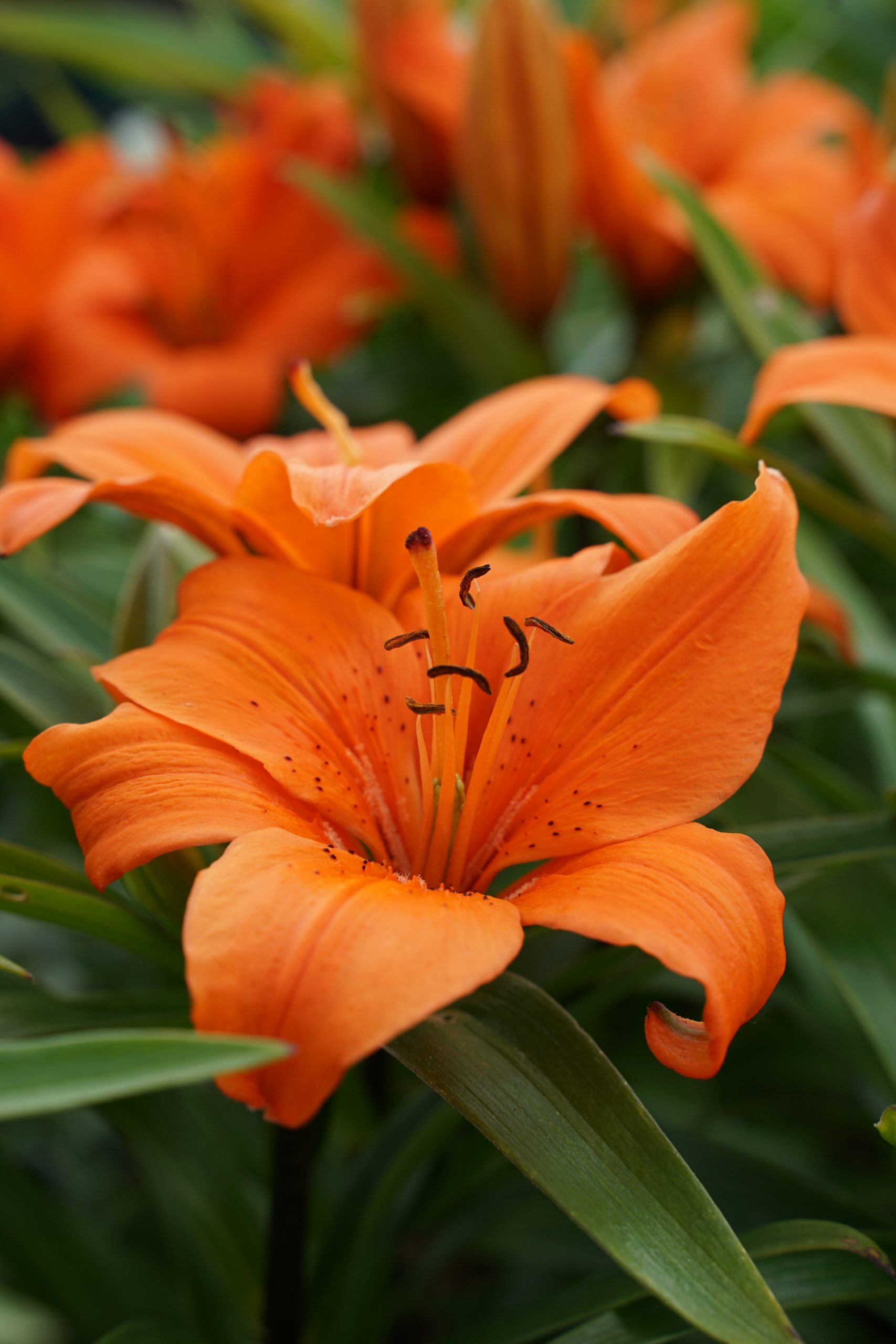 5022_lilium_cultorum_orange_pixie_SS_001.jpeg