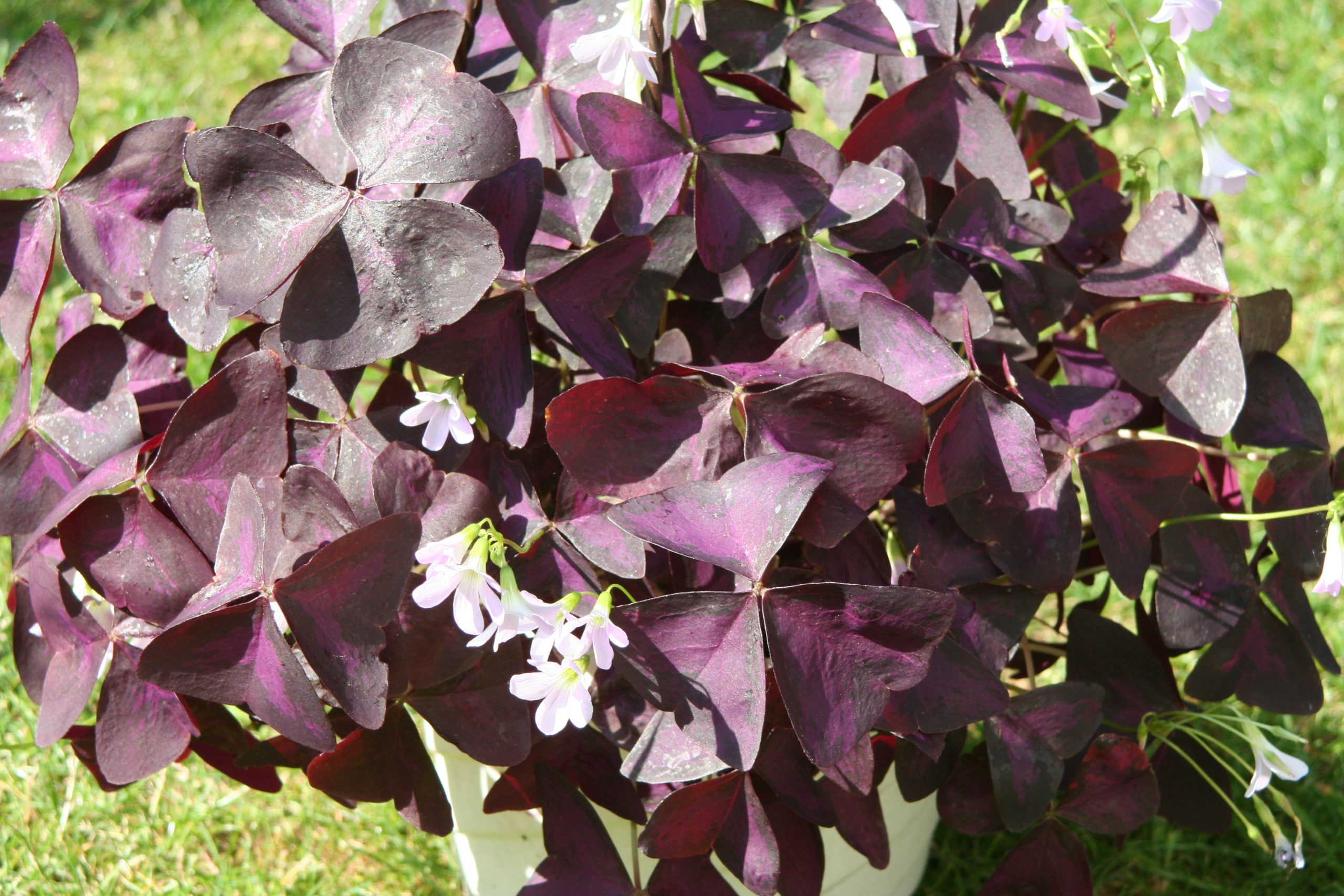 6417_oxalis_triangularis_mijke_ZK_001.jpeg