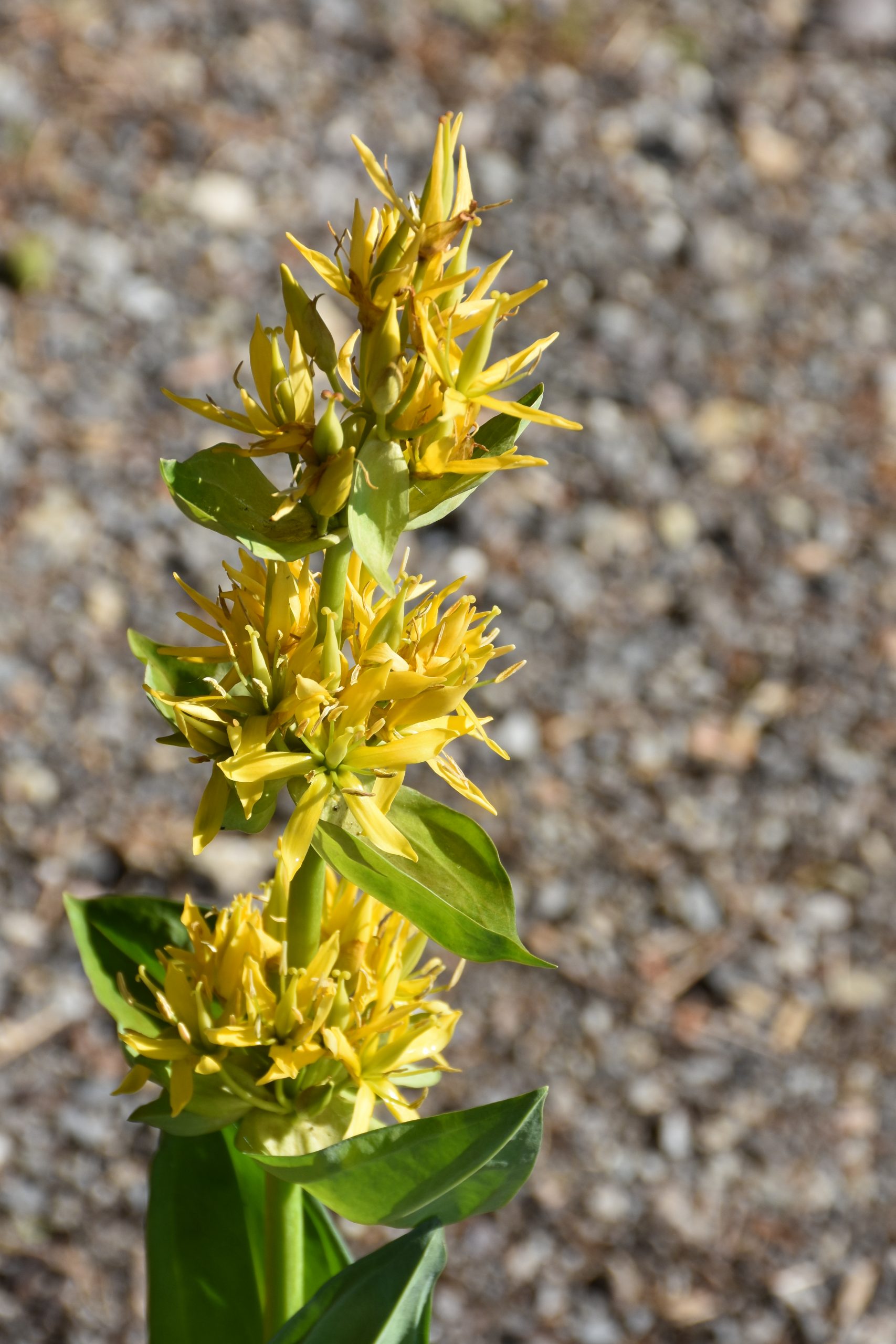 7284_gentiana_lutea_XS_003.jpg