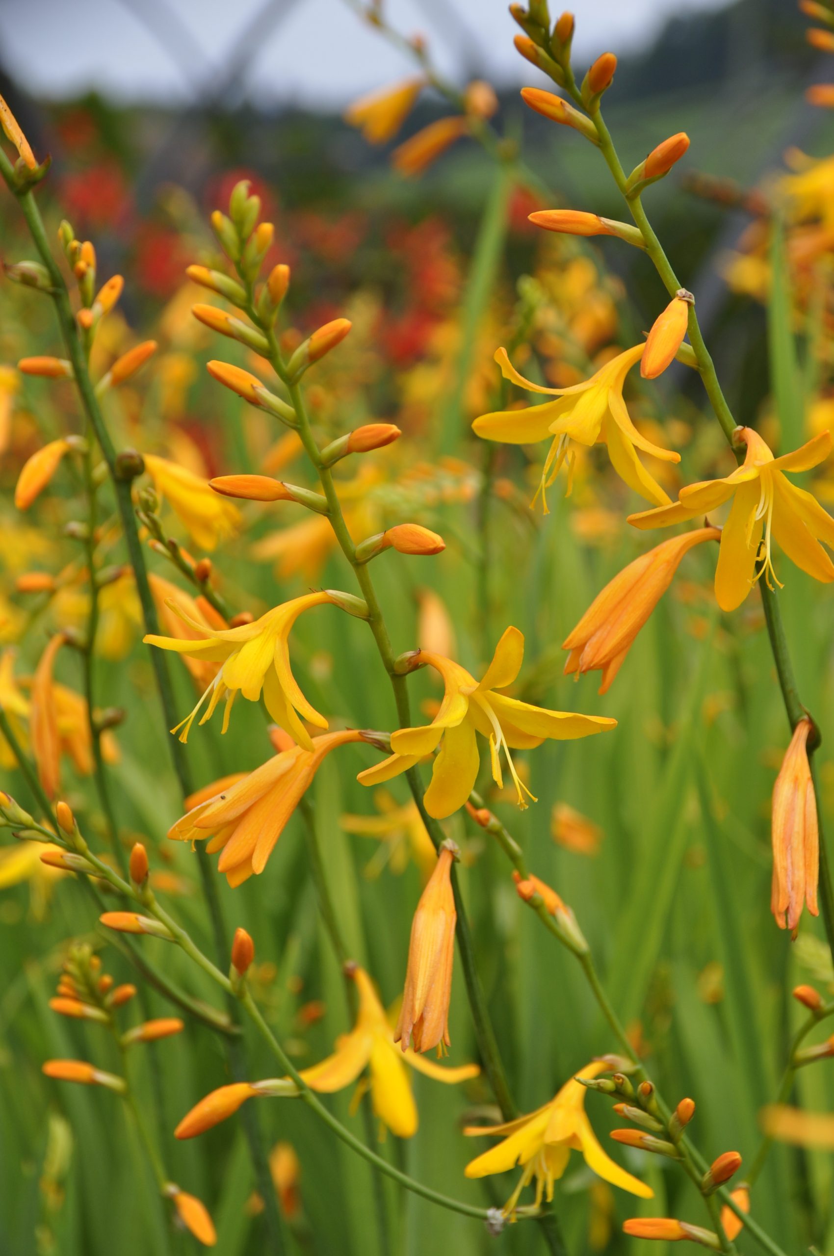 7785_crocosmia_crocosmiiflora_george_davidson_BG_004.jpg