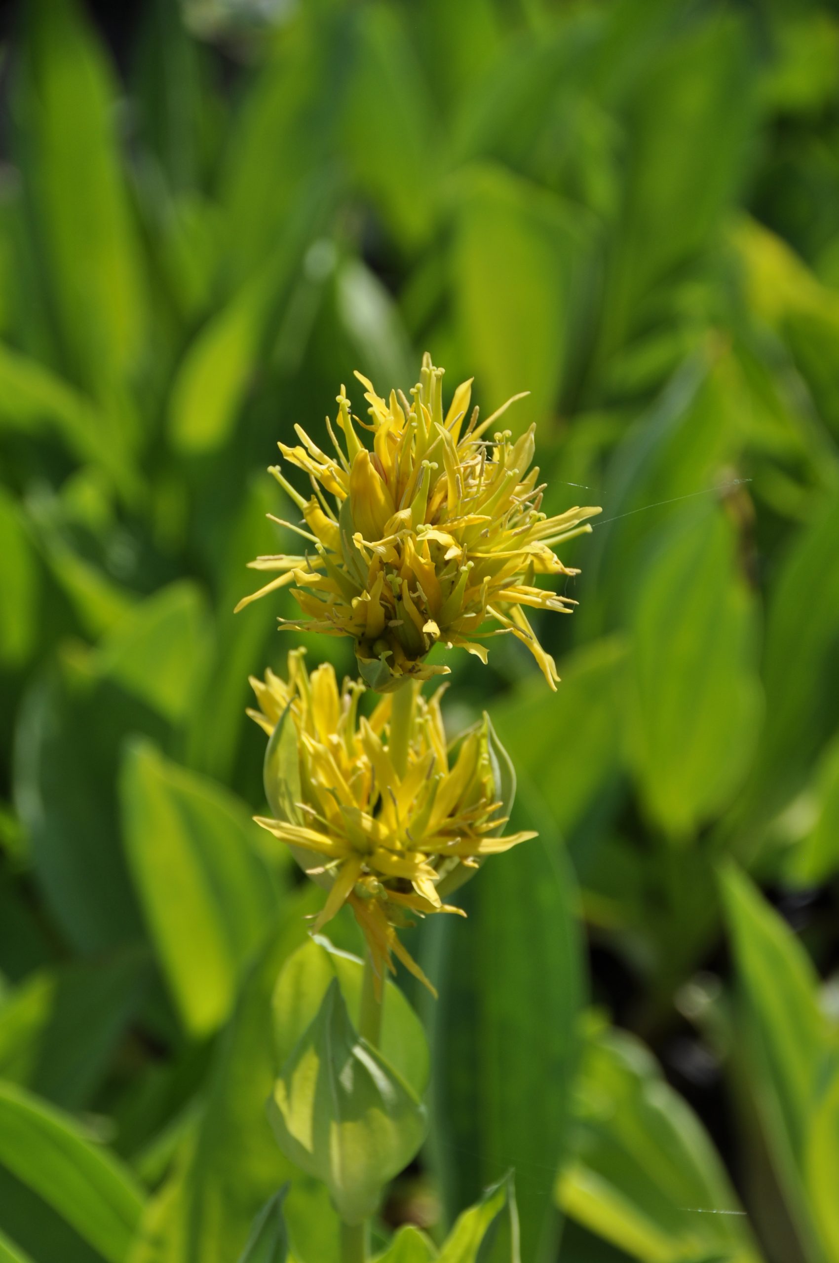7861_gentiana_lutea_BG_005.jpg