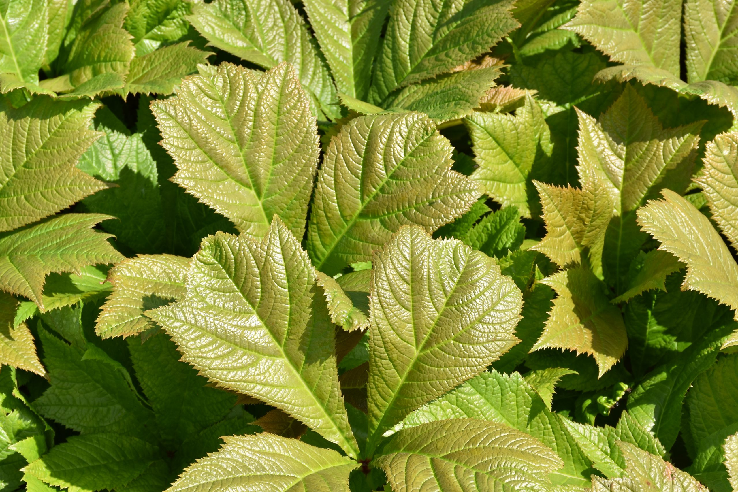 8720_rodgersia_podophylla_rotlaub_XS_005.jpg