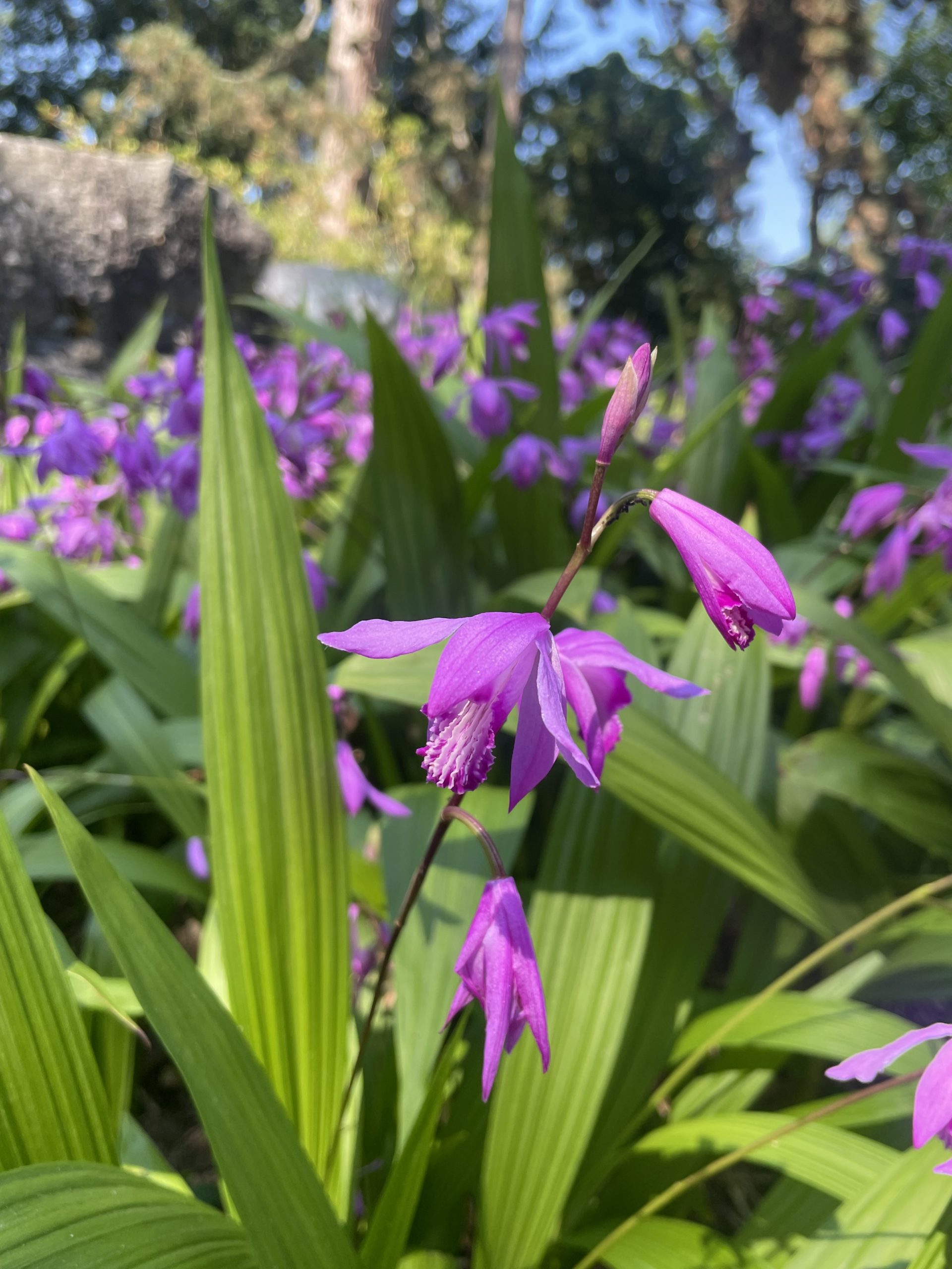 8986_bletilla_striata_BG_003.jpg