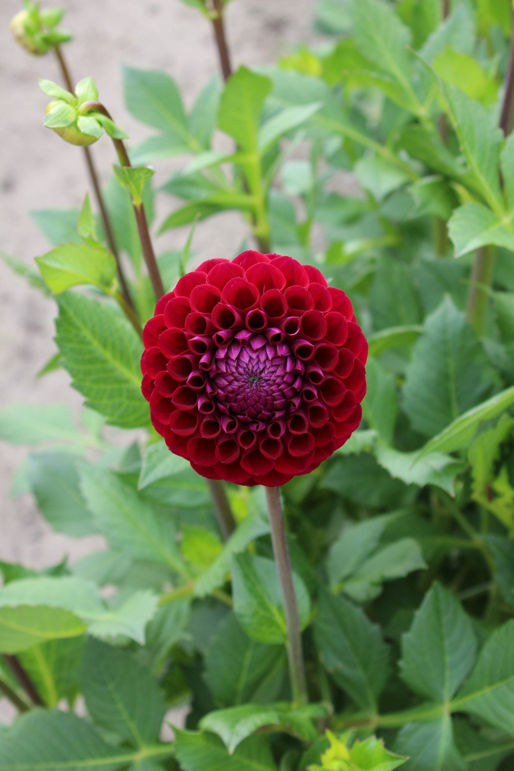 9371_dahlia_cultorum_ivanetti_ZK_001.jpg