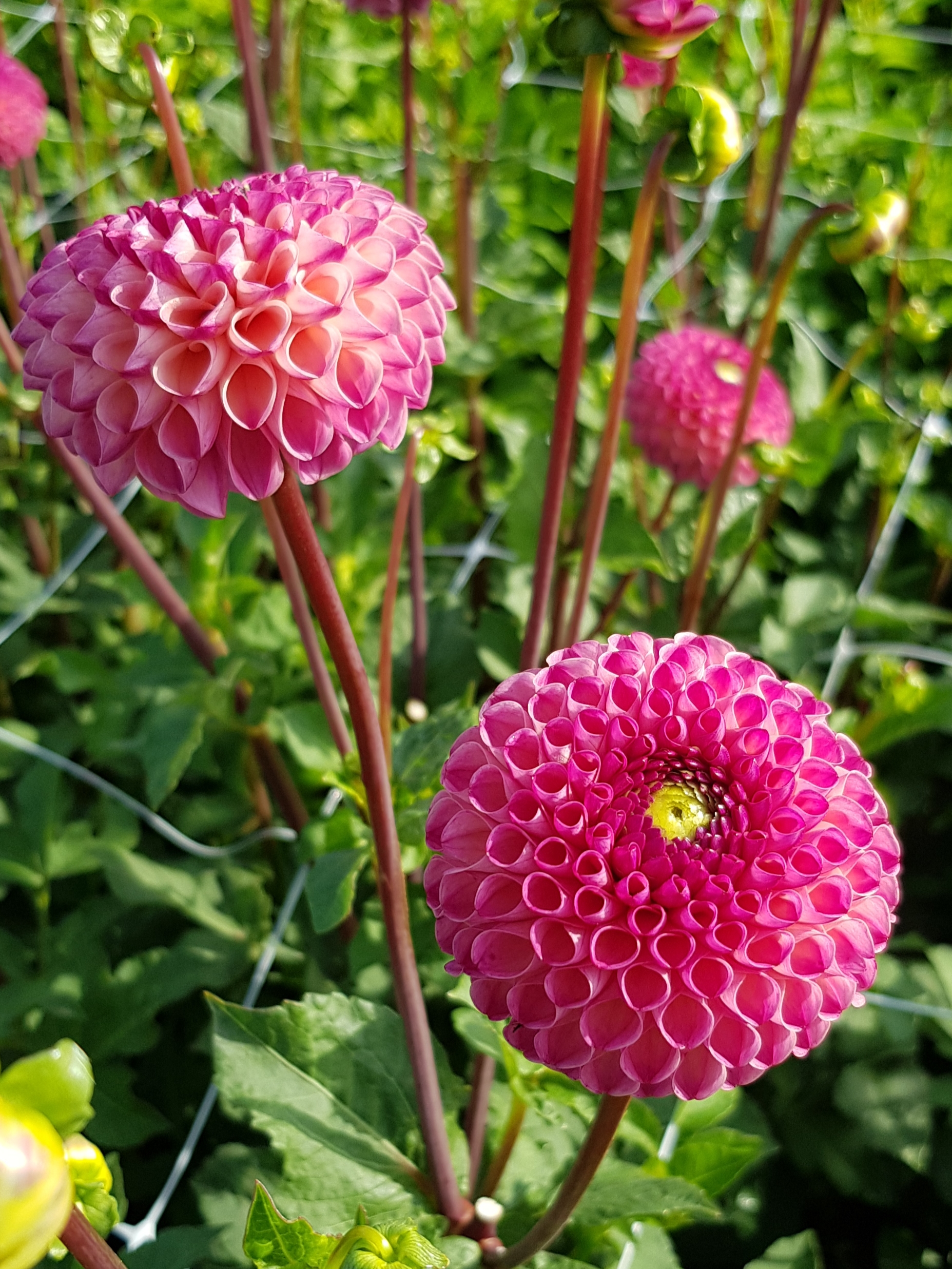 9392_dahlia_cultorum_burlesca_ZK_001.jpg