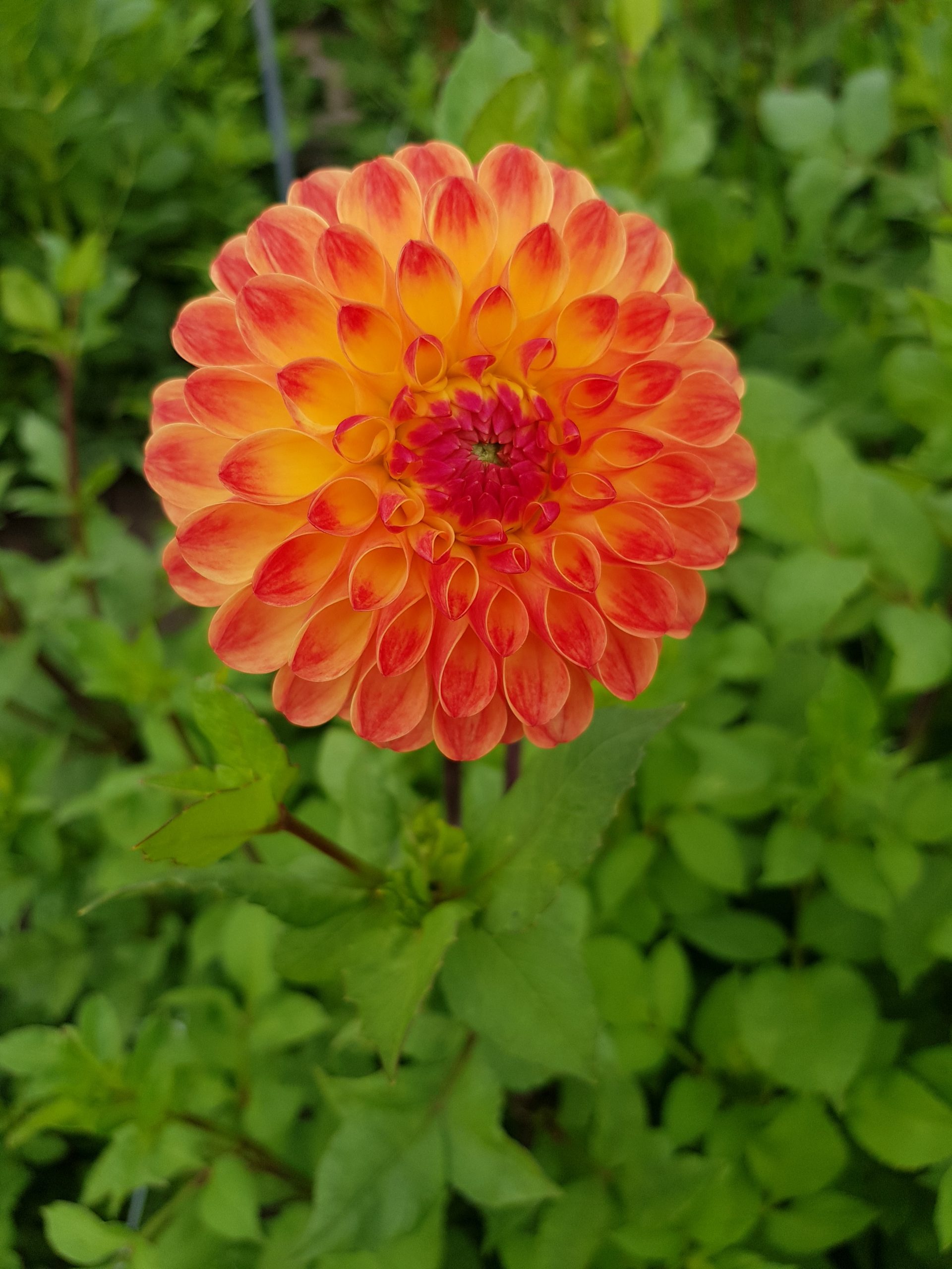 9394_dahlia_cultorum_jowey_chantal_ZK_001.jpg