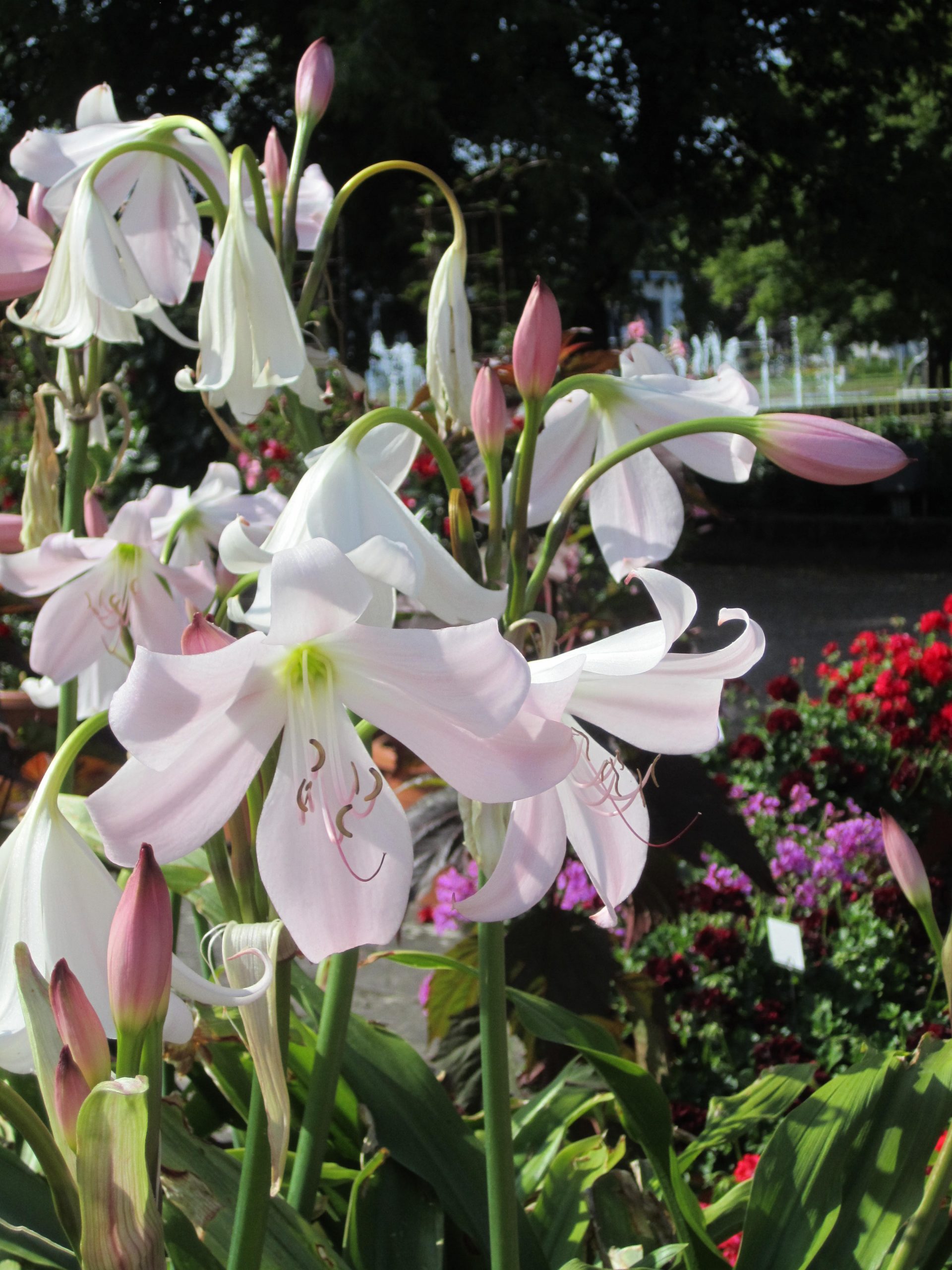 9402_crinum_powellii_ZK_001.jpg