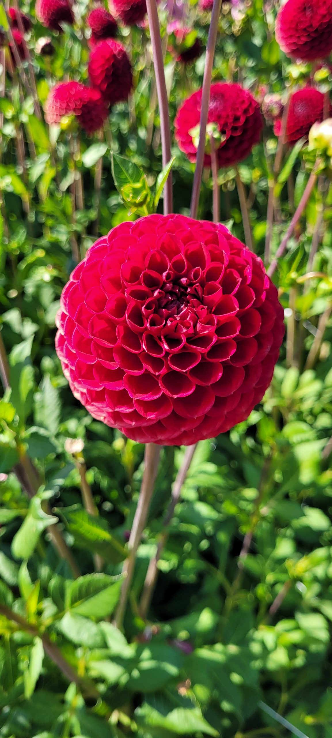 9410_dahlia_cultorum_cornel_ZK_001.jpg