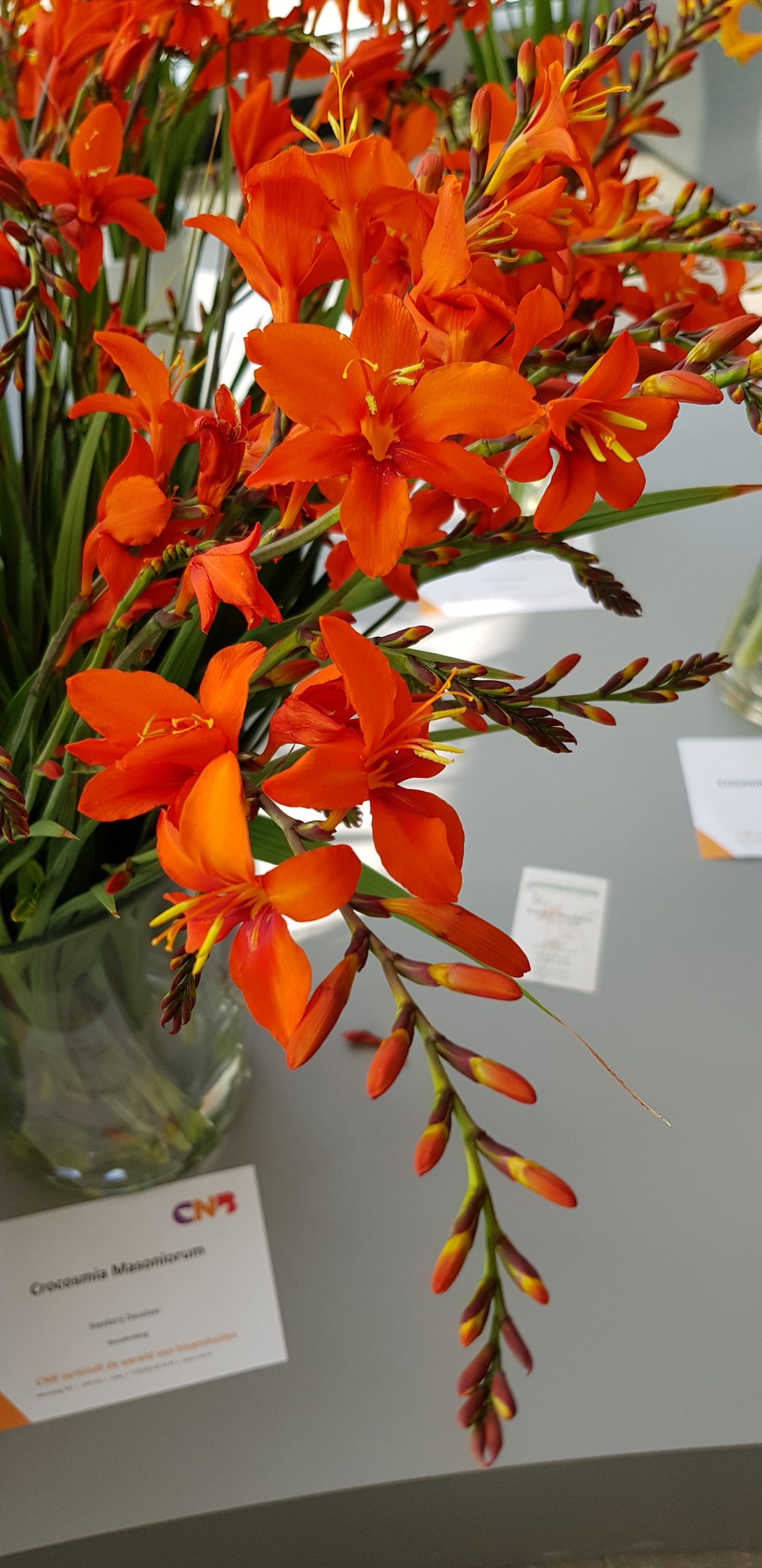 9412_crocosmia_masonorum_ZK_001.jpg