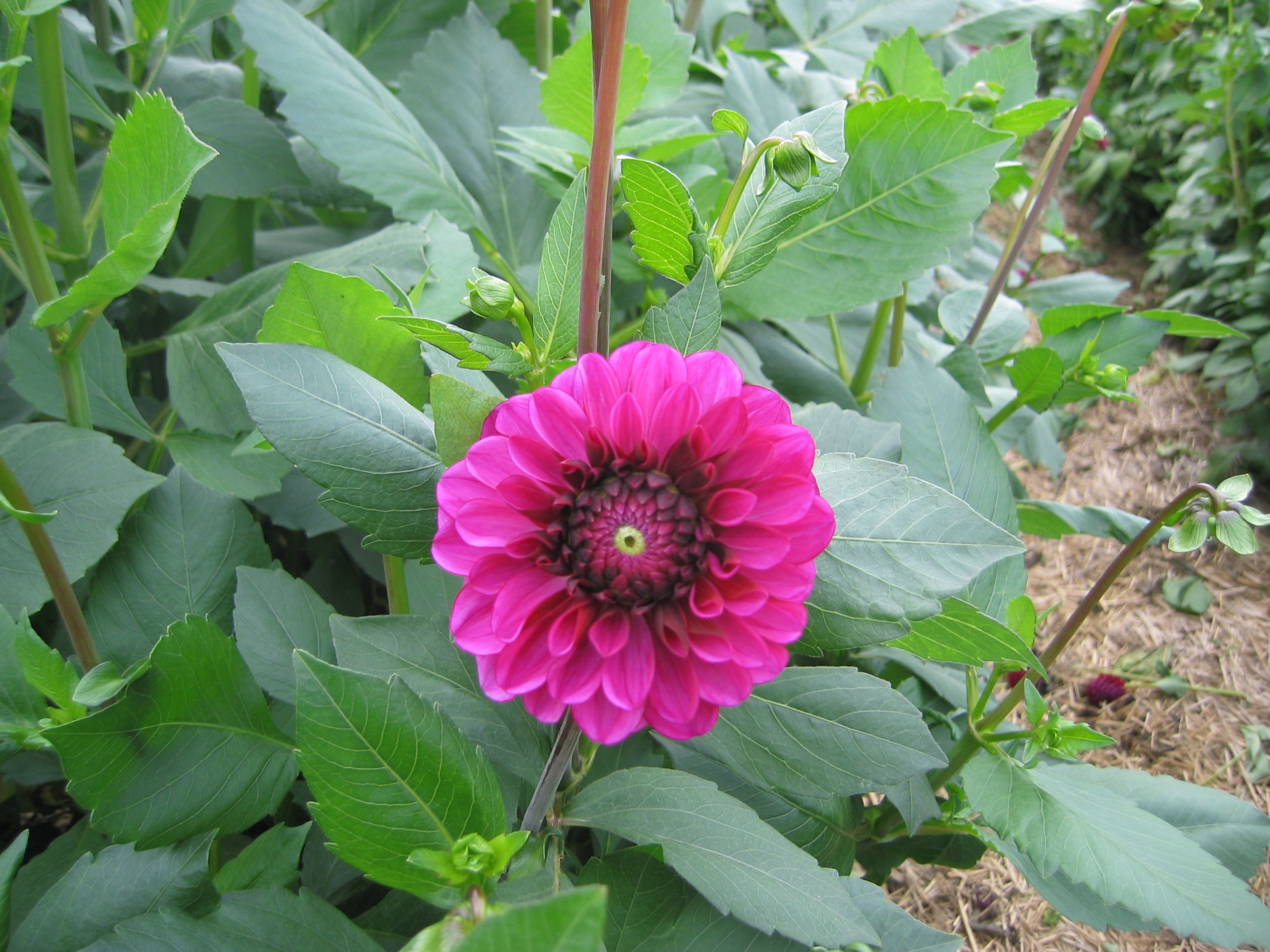 9415_dahlia_cultorum_lilac_bull_ZK_001.jpg