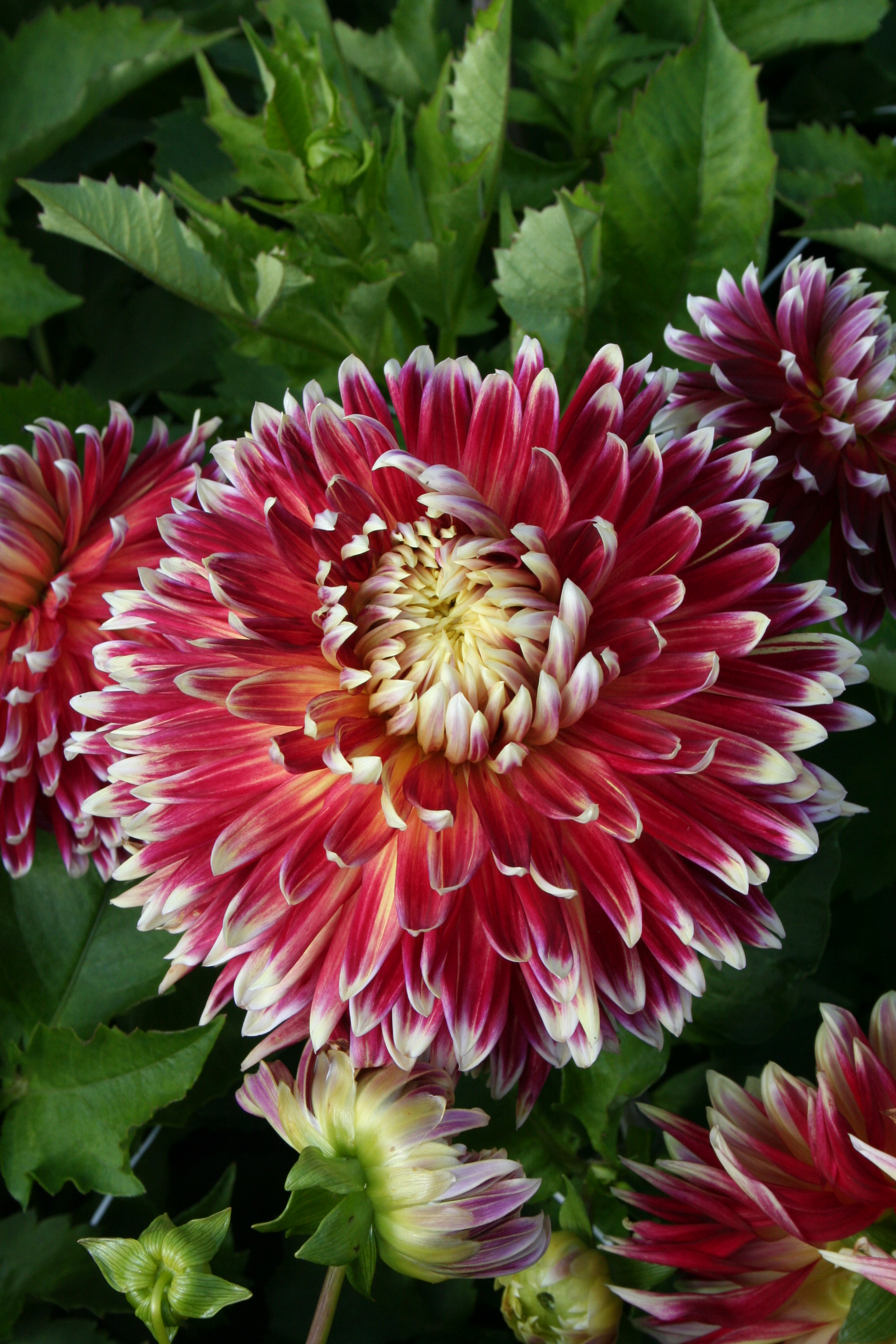 9421_dahlia_cultorum_akita_ZK_001.jpg
