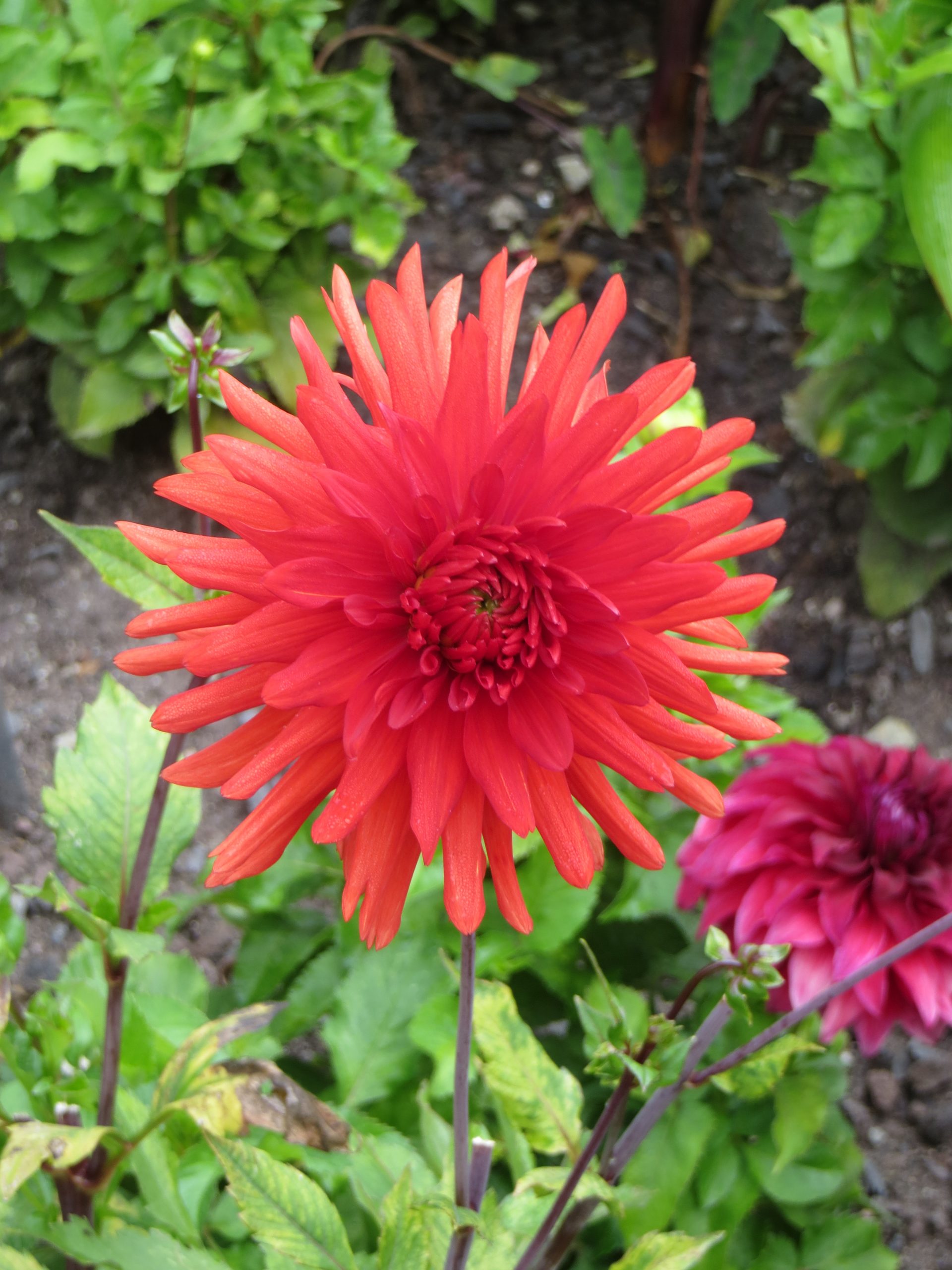 9426_dahlia_cultorum_bergers_rekord_ZK_001.jpg
