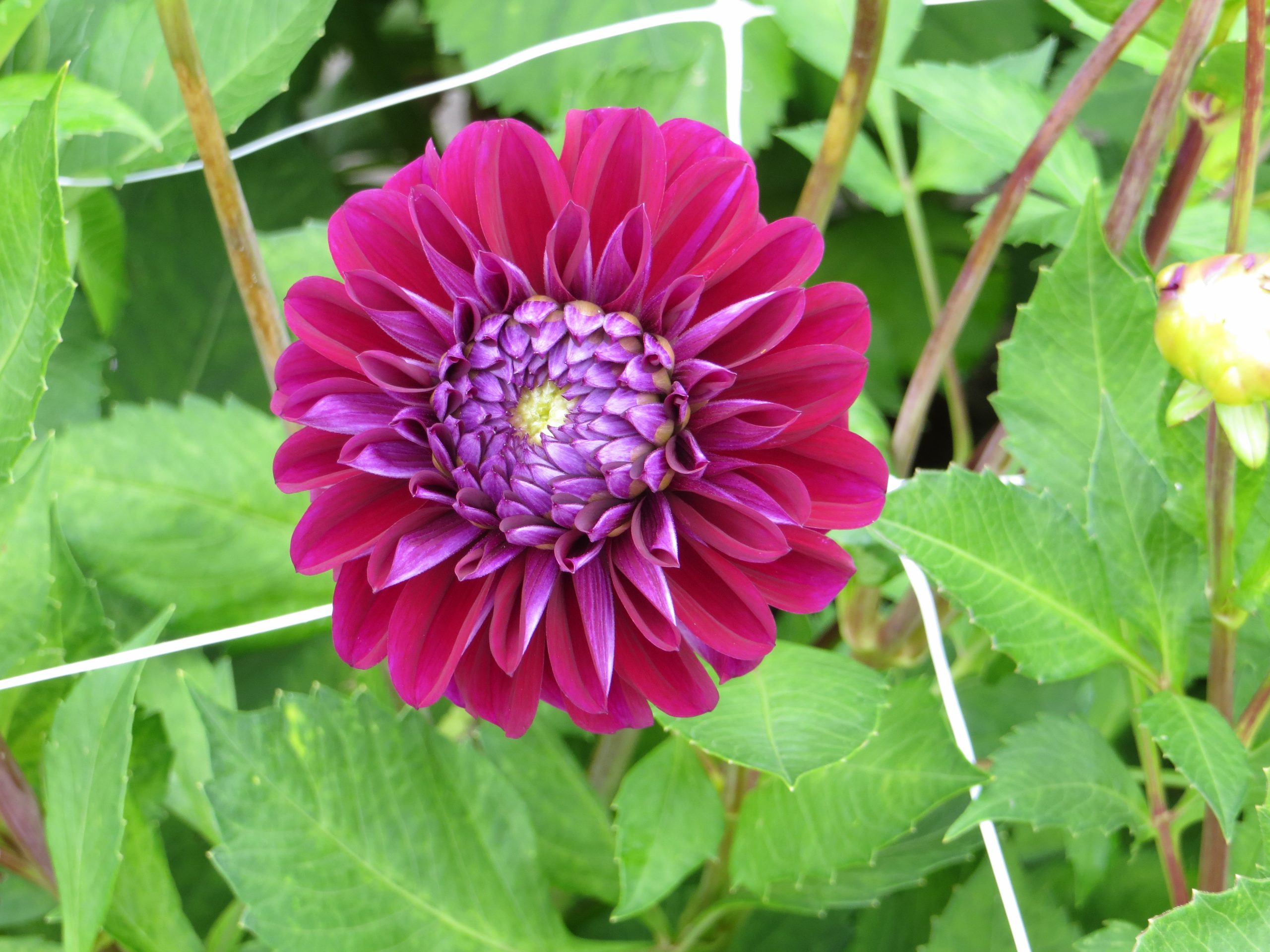 9441_dahlia_cultorum_diva_ZK_001.jpg