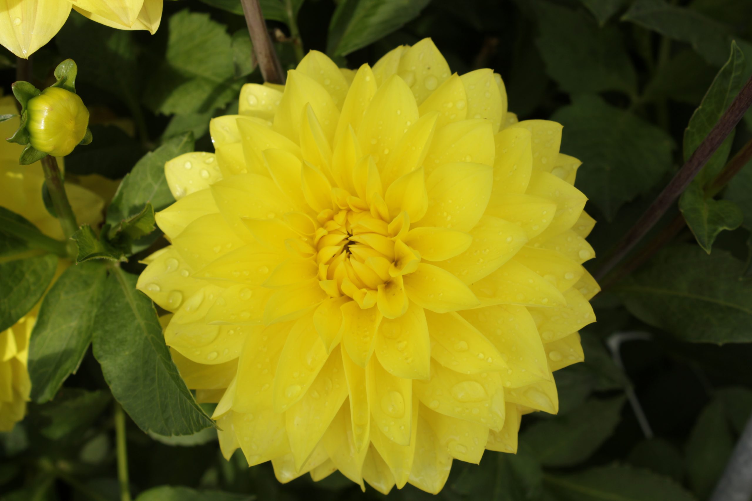 9446_dahlia_cultorum_golden_emblem_ZK_001.jpg